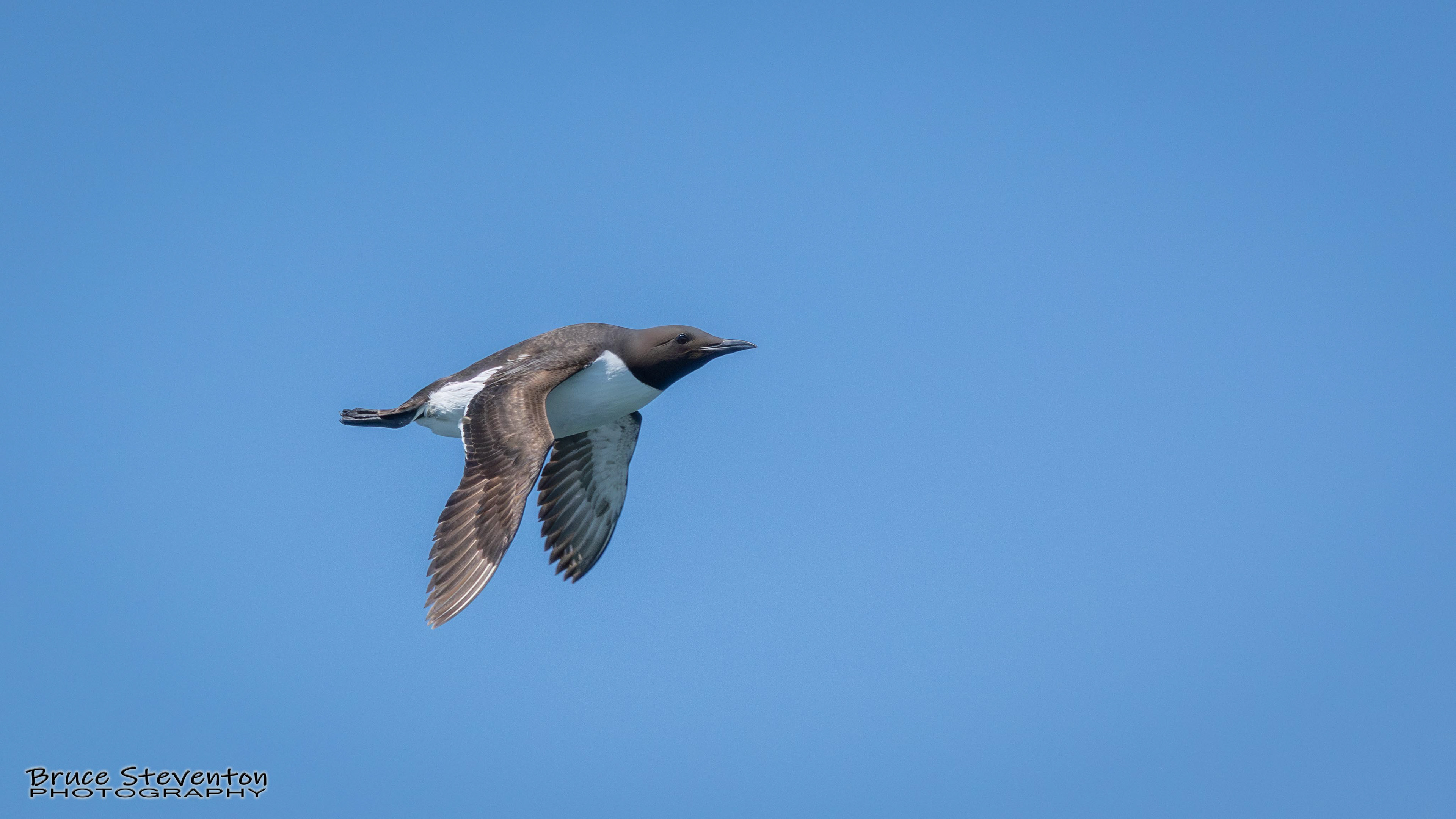 Common Murre