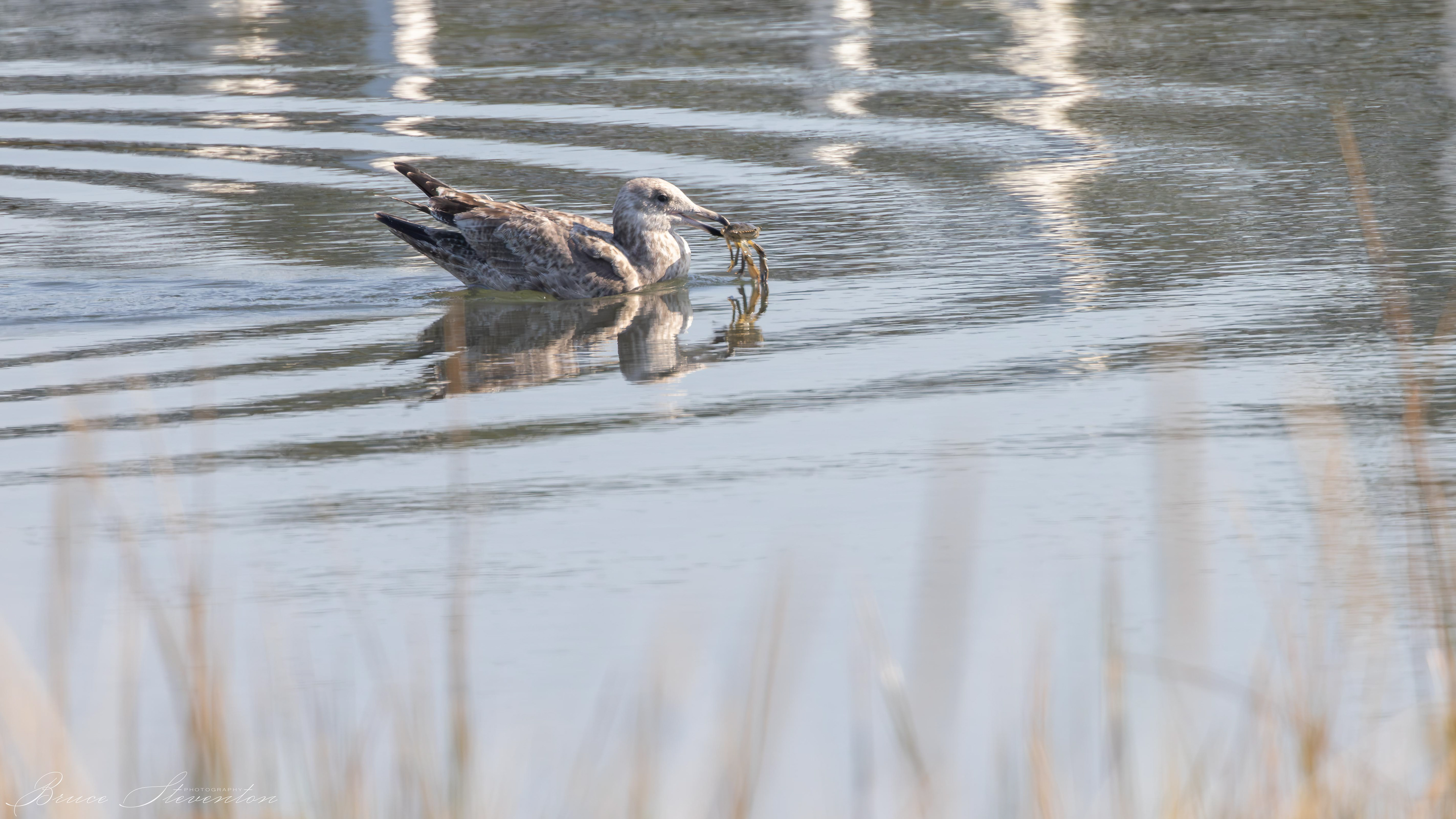 Herring Gull