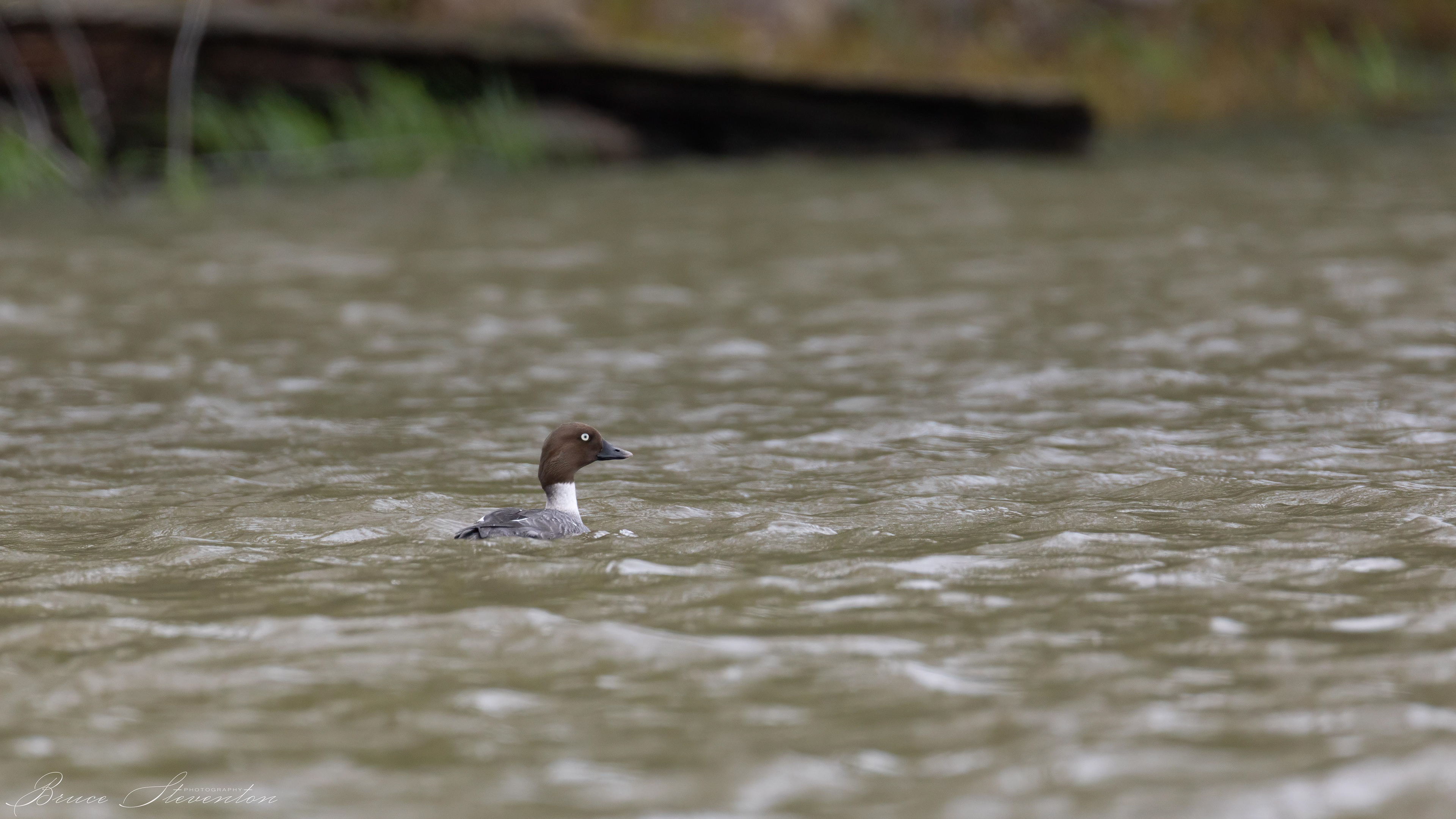 Common Goldeneye