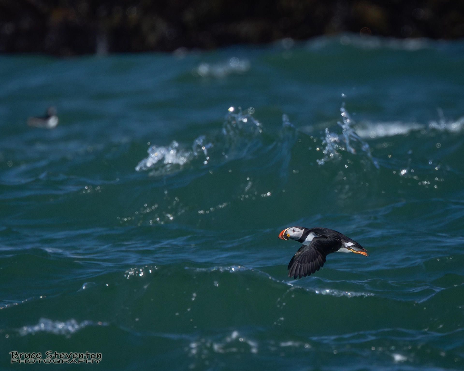 Atlantic Puffin