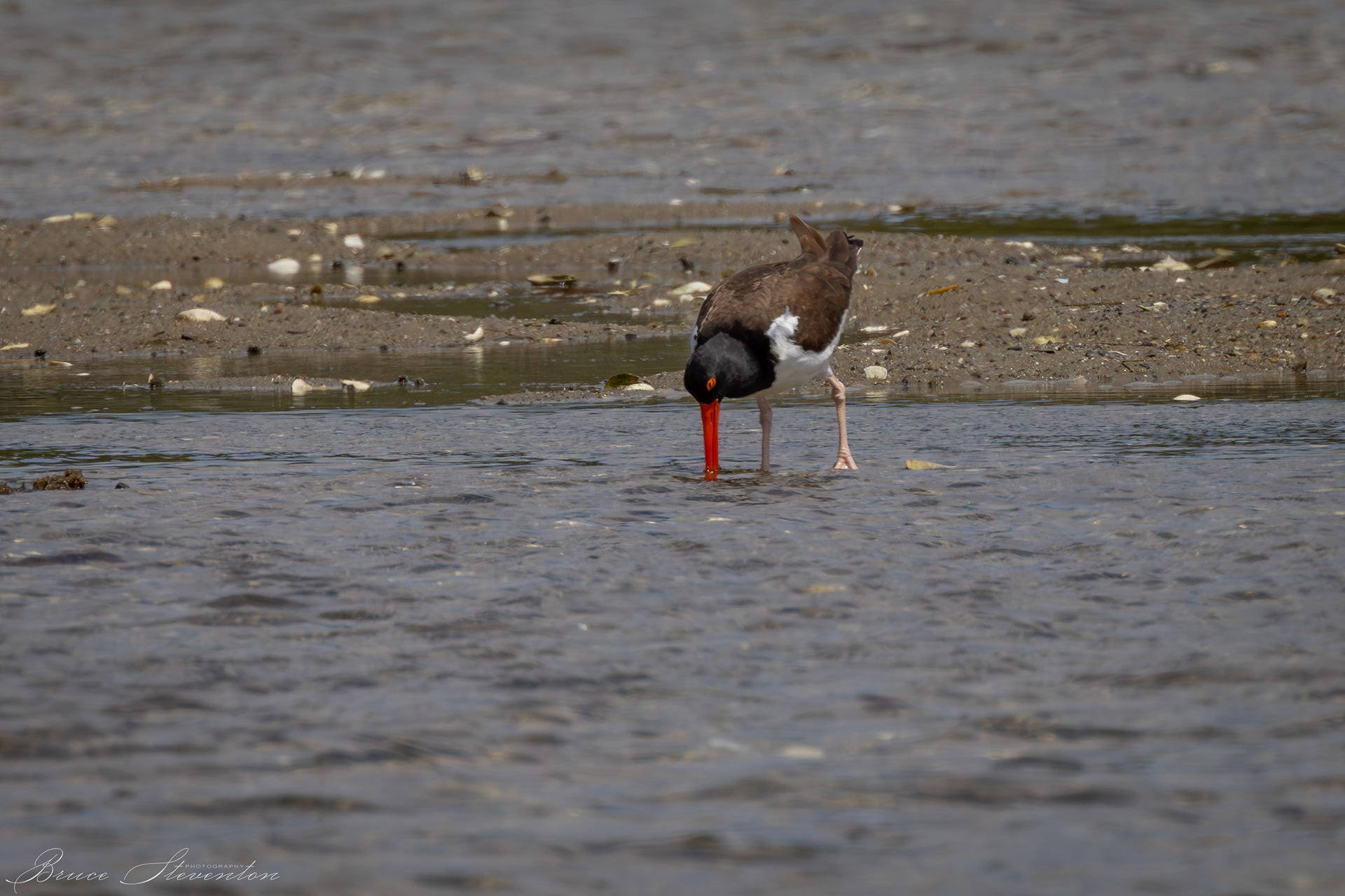 Oyster Catcher