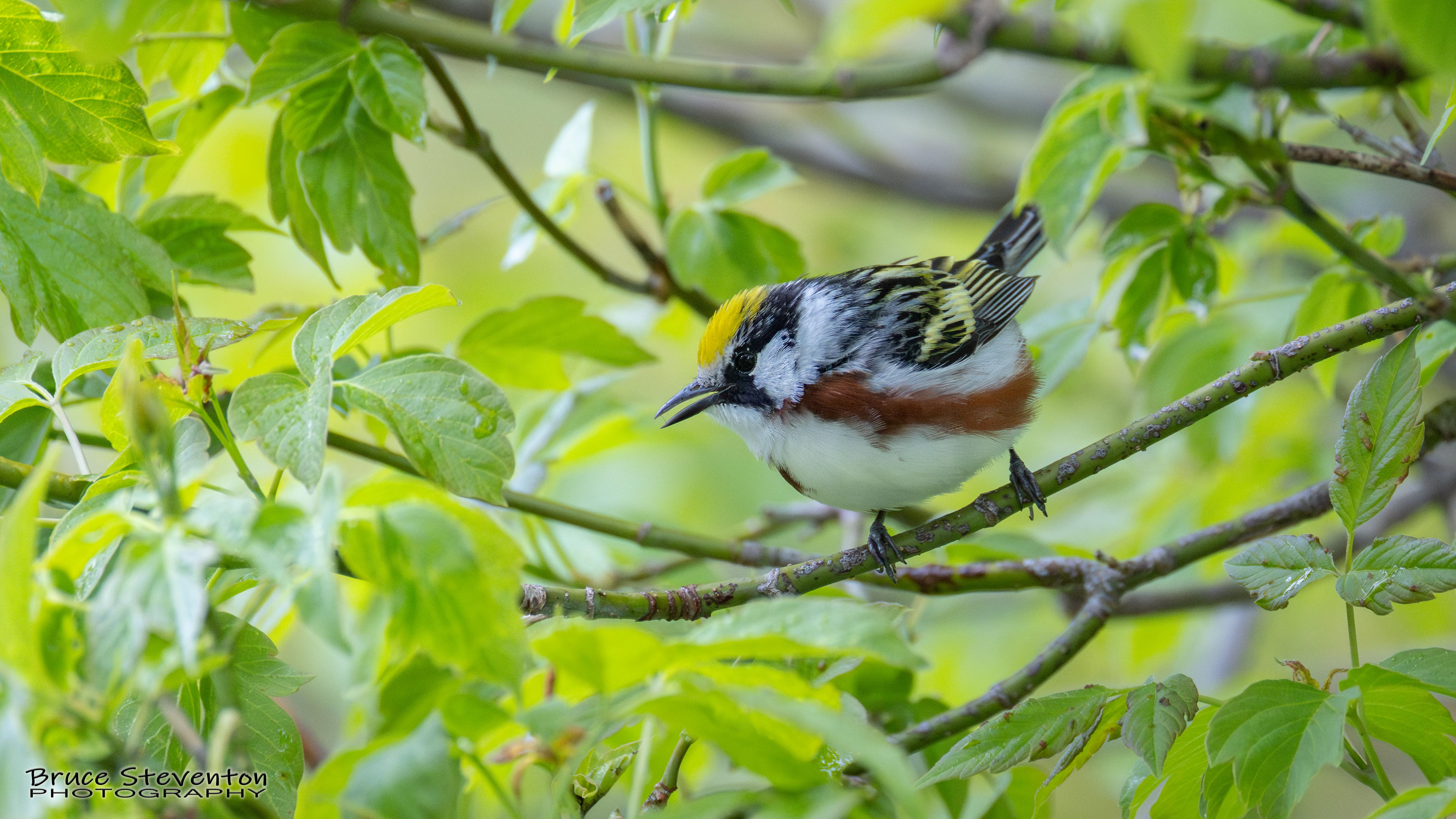 Chestnut-sided Warbler