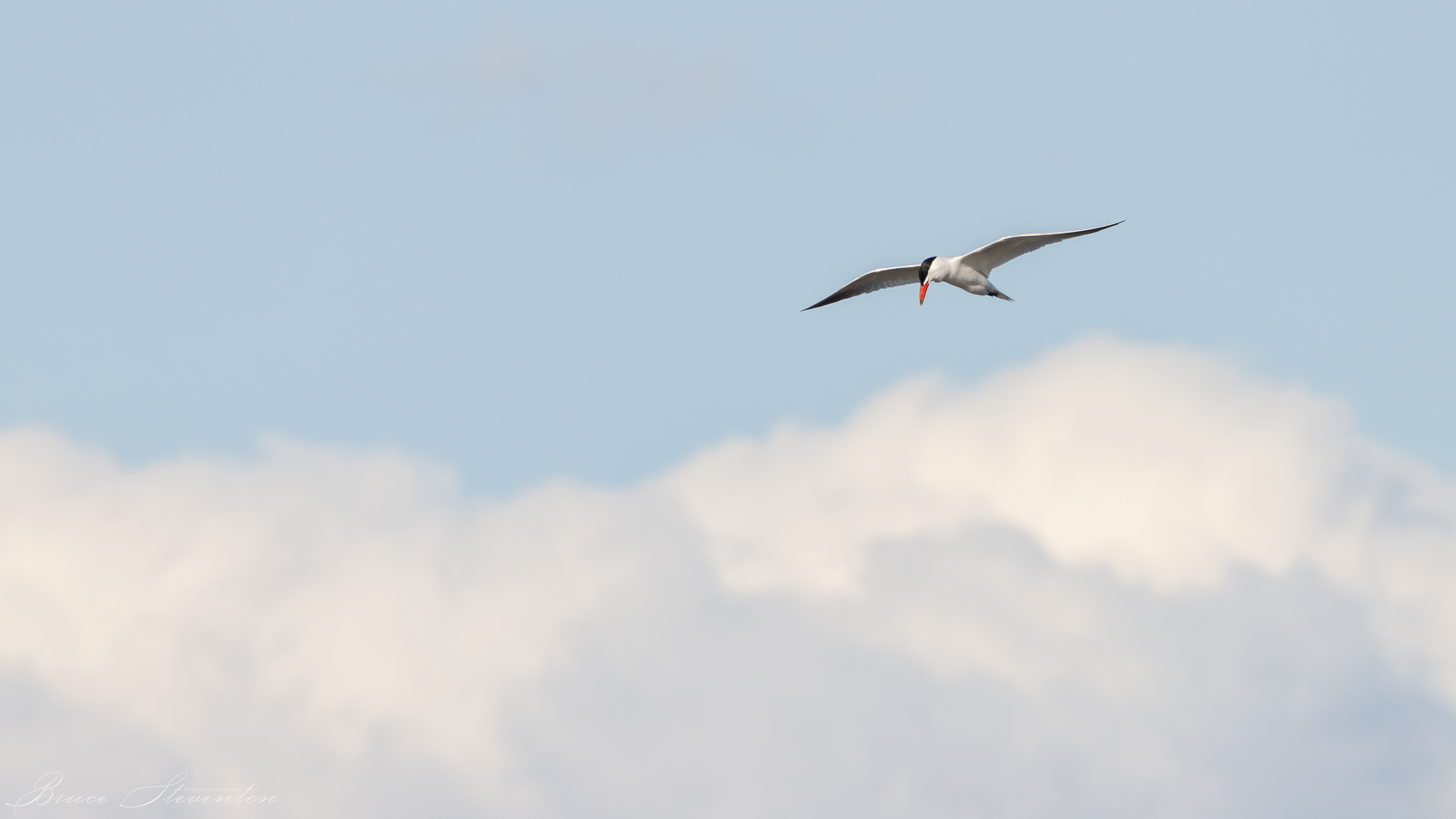 Common Tern
