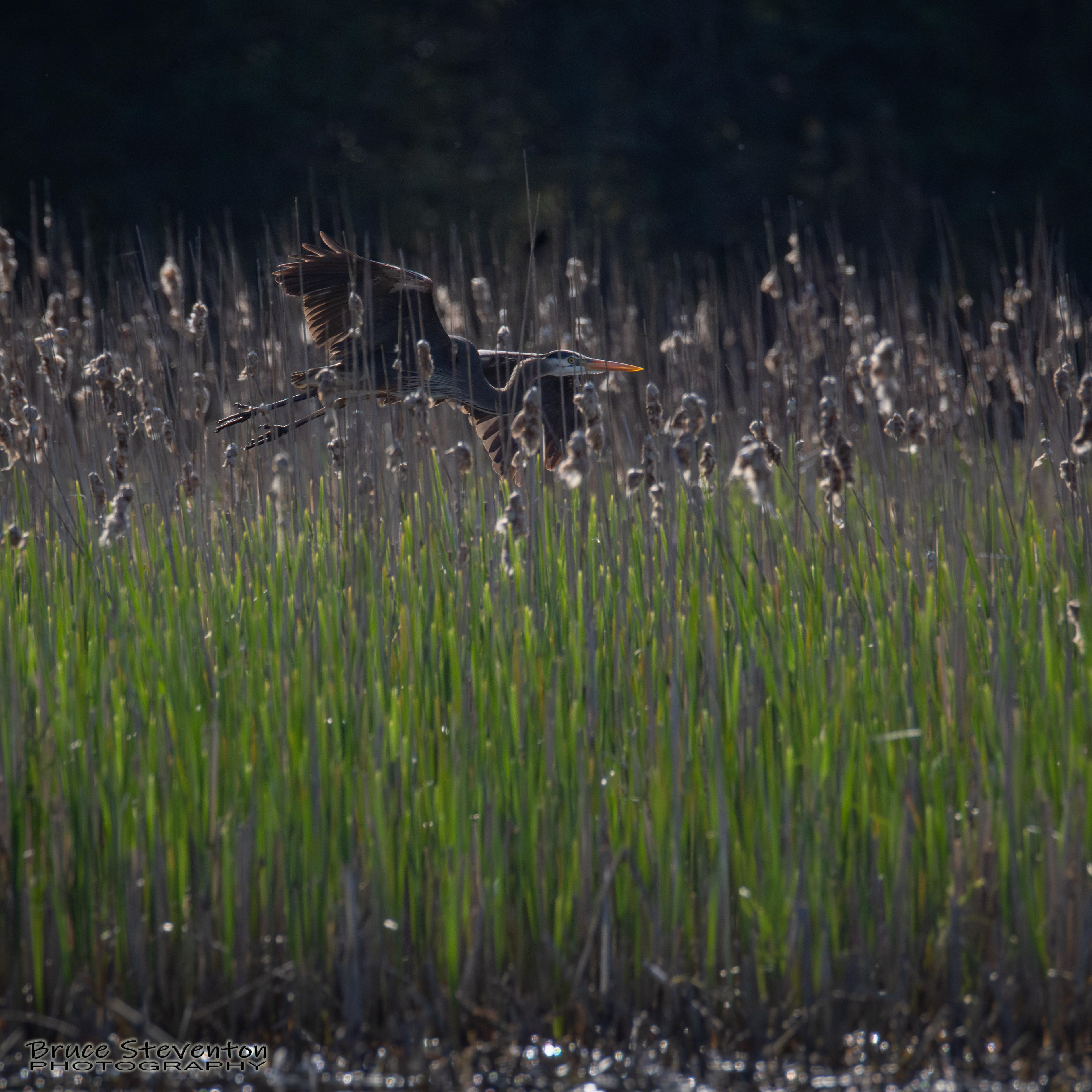 Great Blue Heron