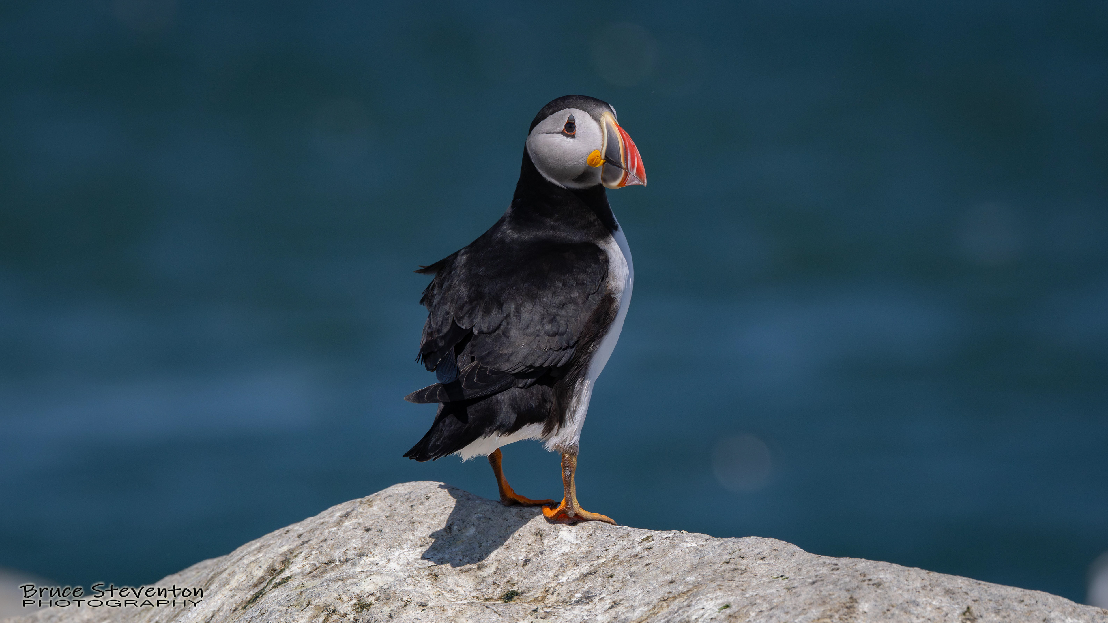 Atlantic Puffin