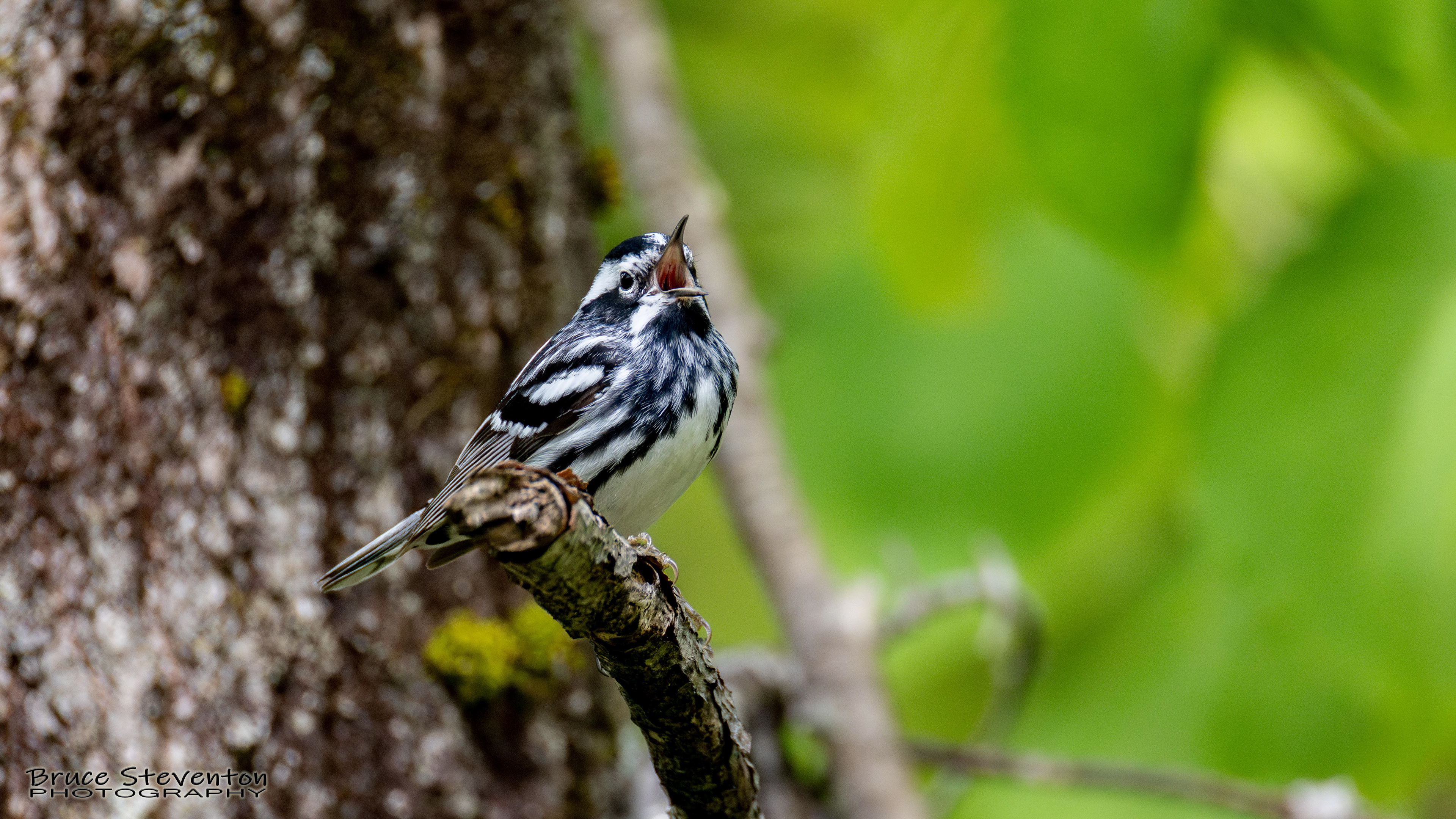 Black and White Warbler