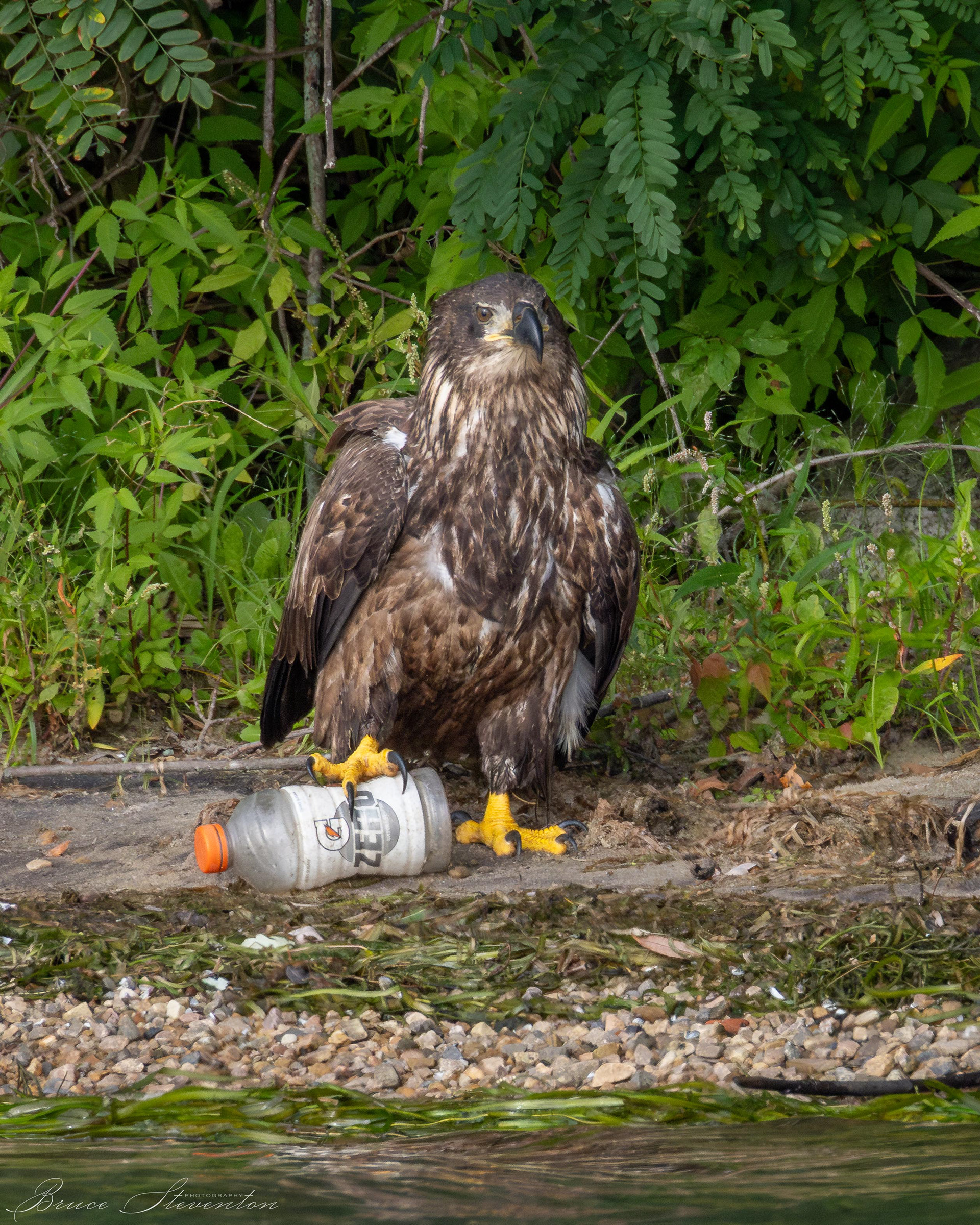 Bald Eagle, Immature