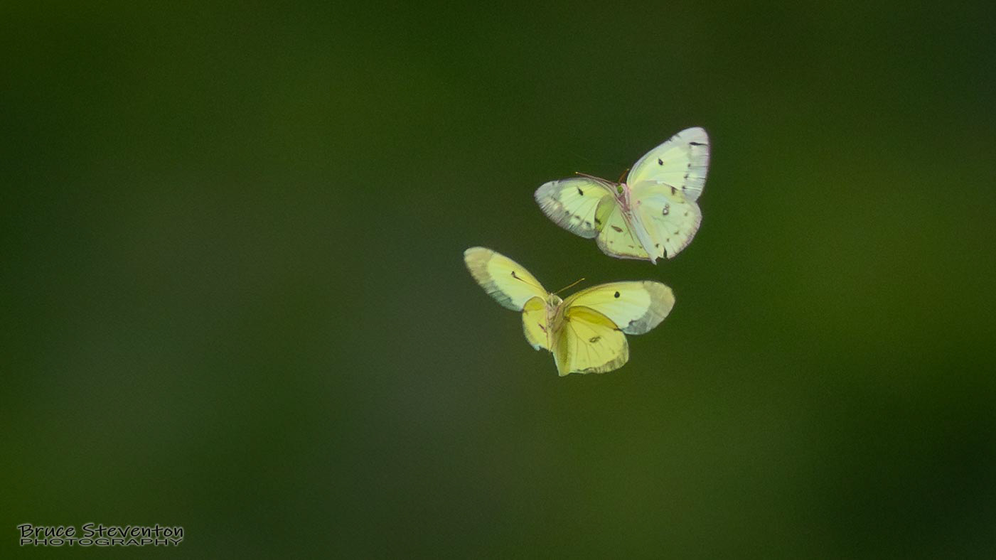 Pink-edged Sulphur?