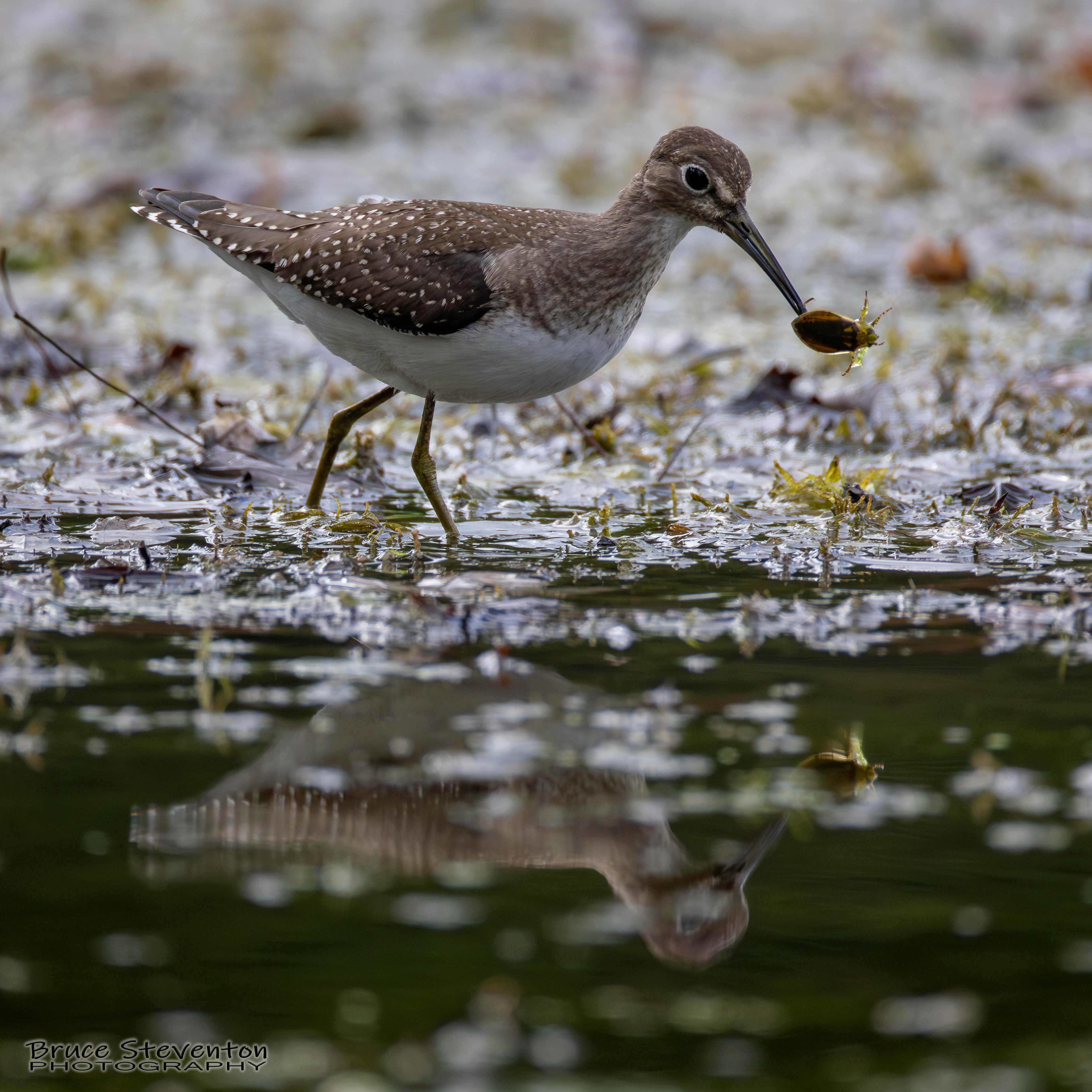 Solitary Sandpiper