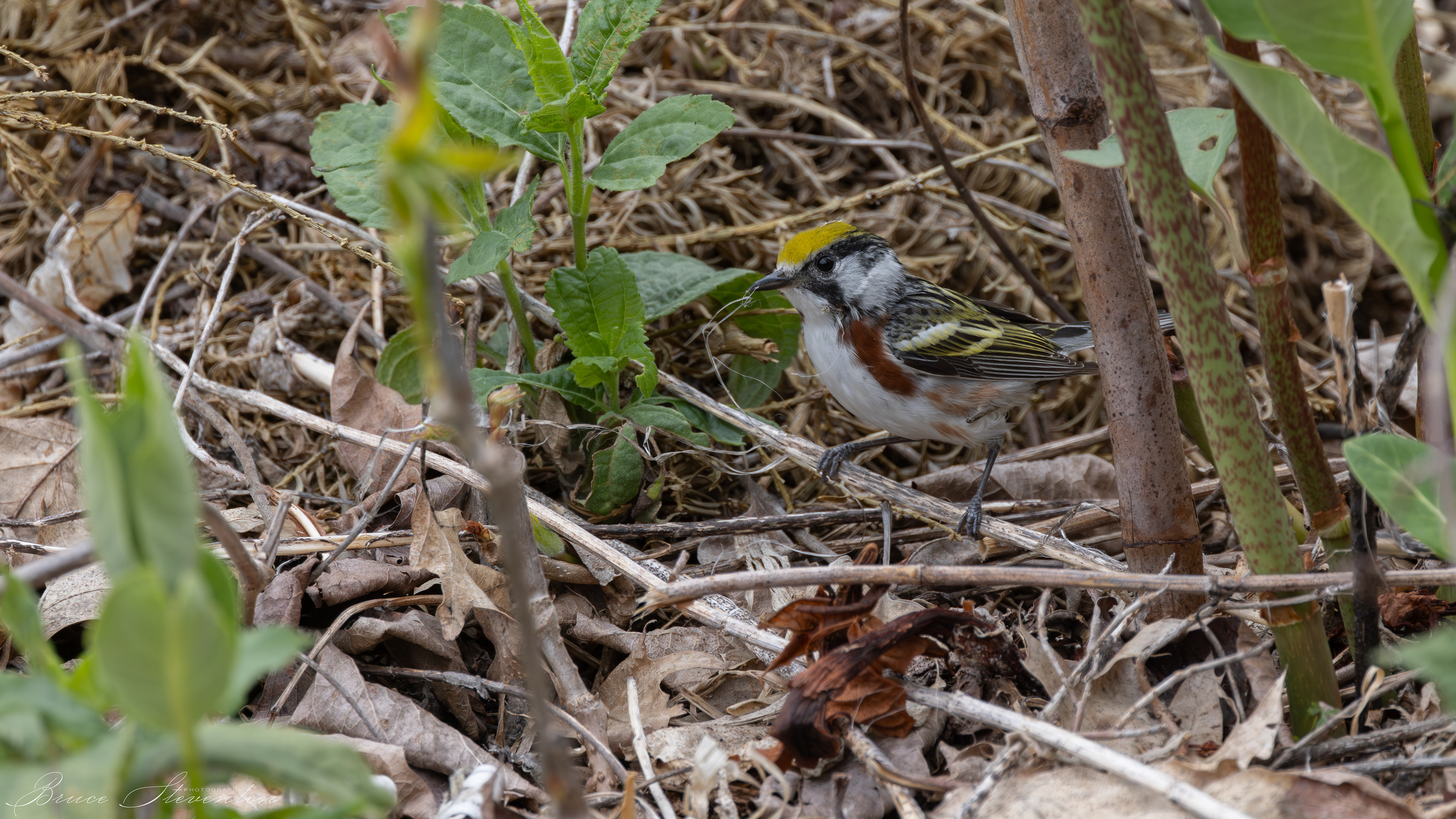 Chestnut-sided Warbler
