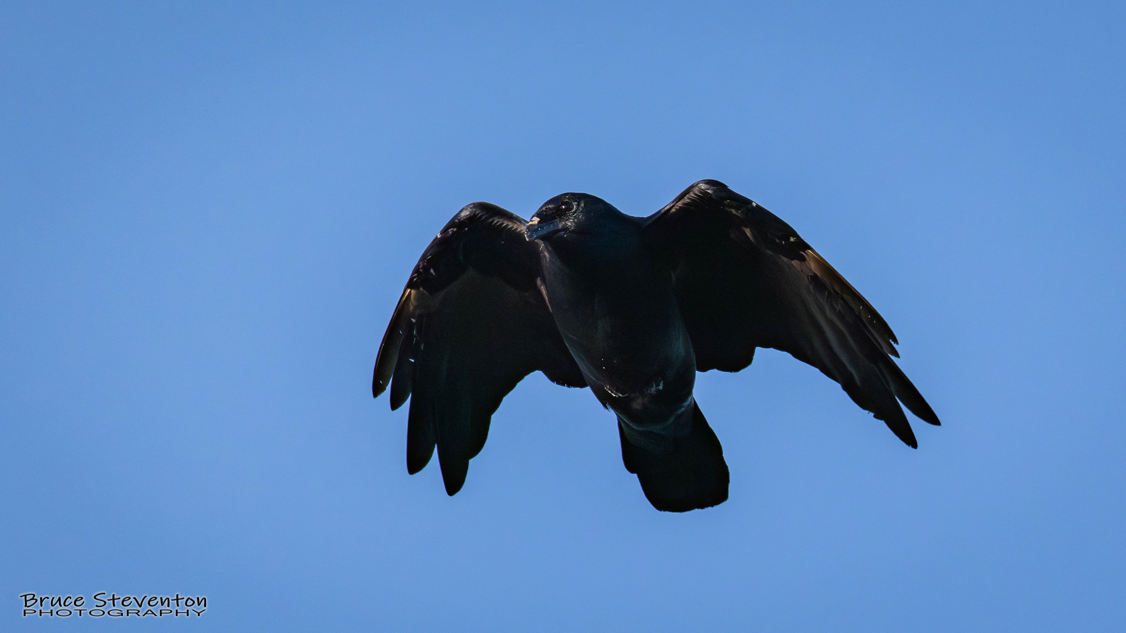 Fish Crow sailing in the strong sea breeze