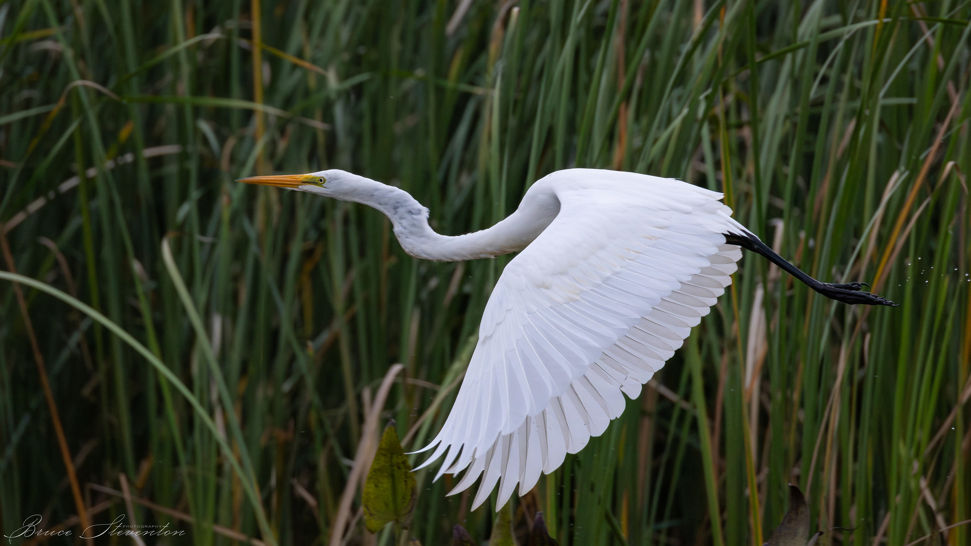 Great Egret
