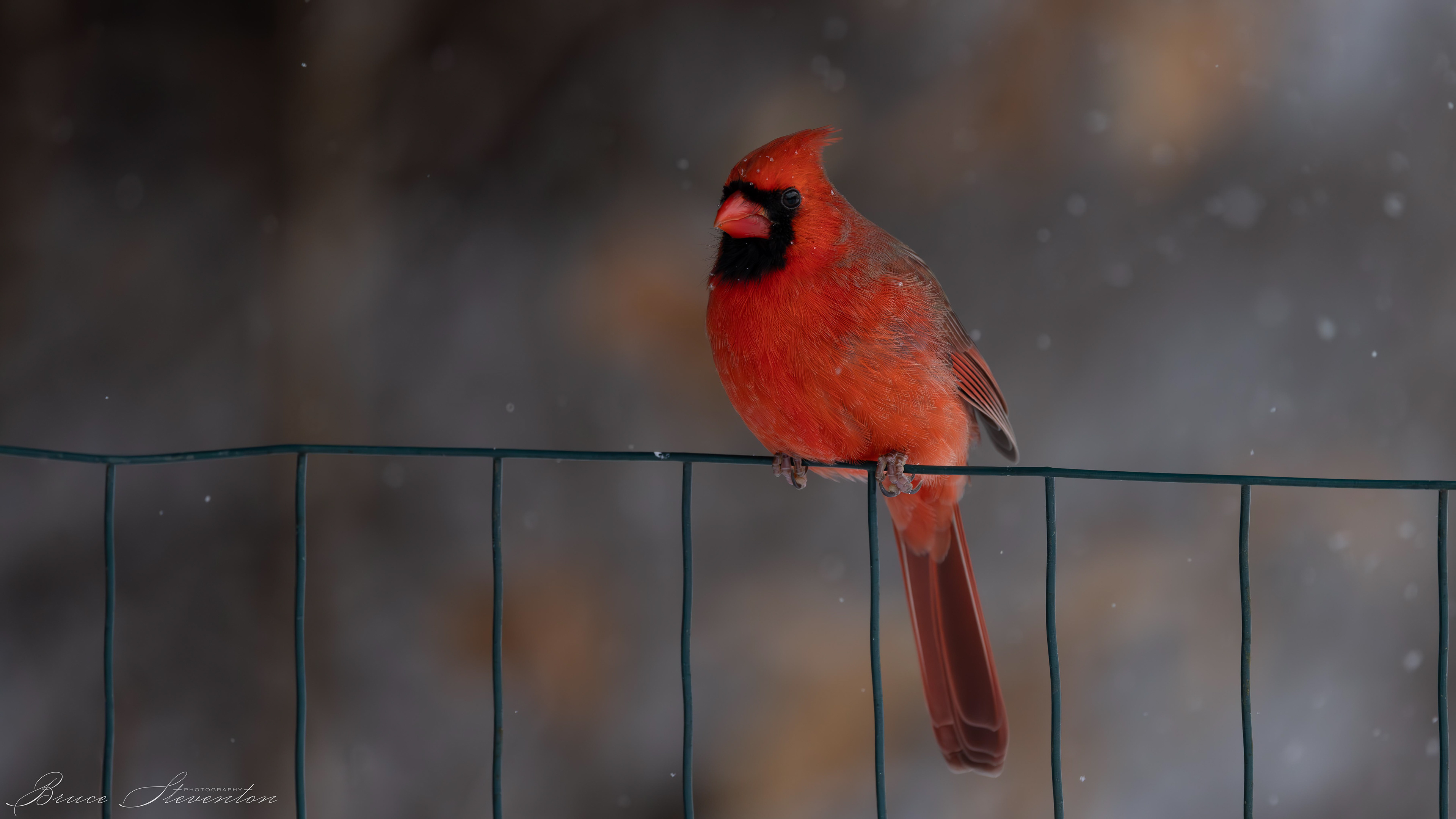 Northern Cardinal