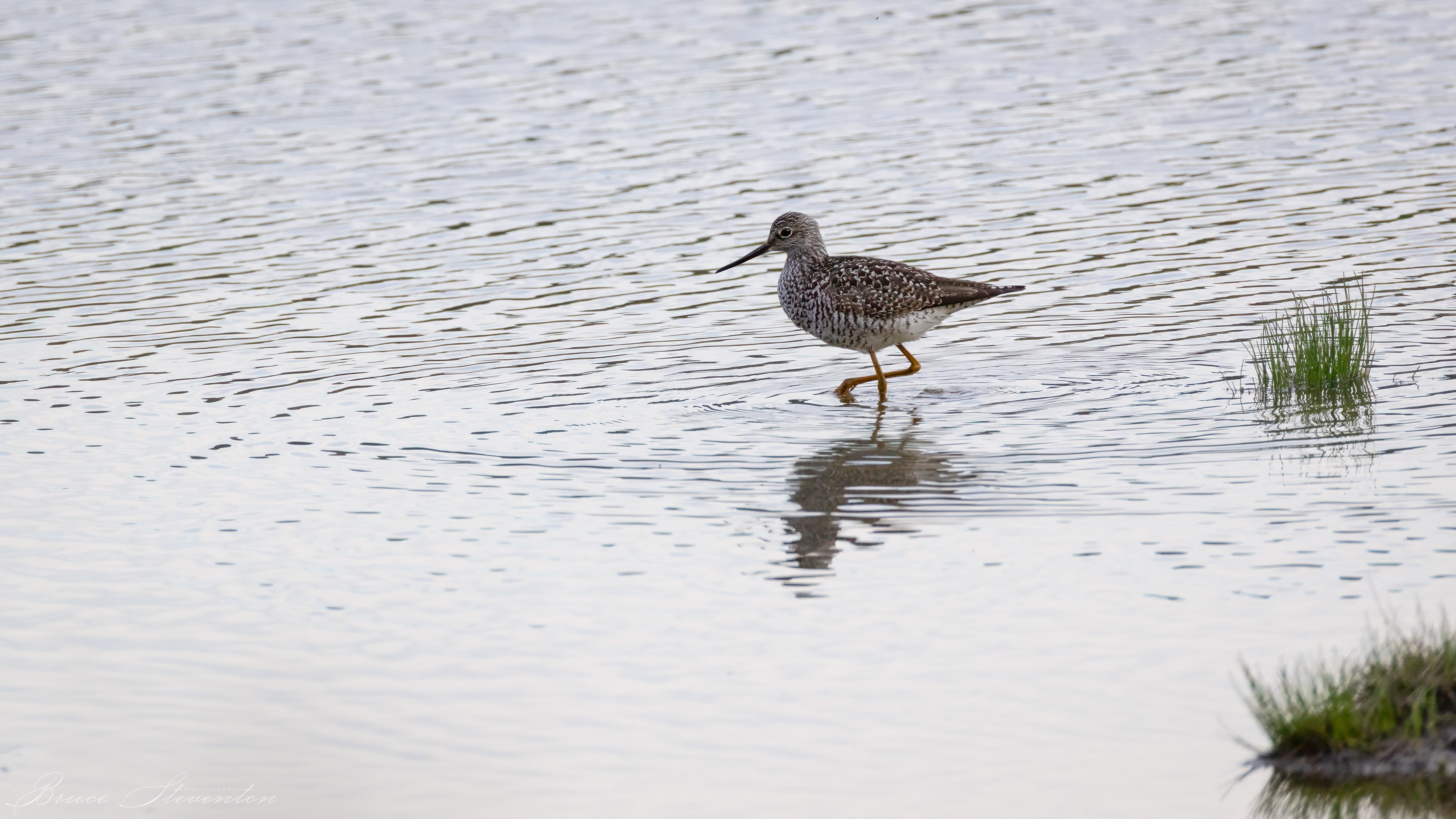 Greater Yellowlegs