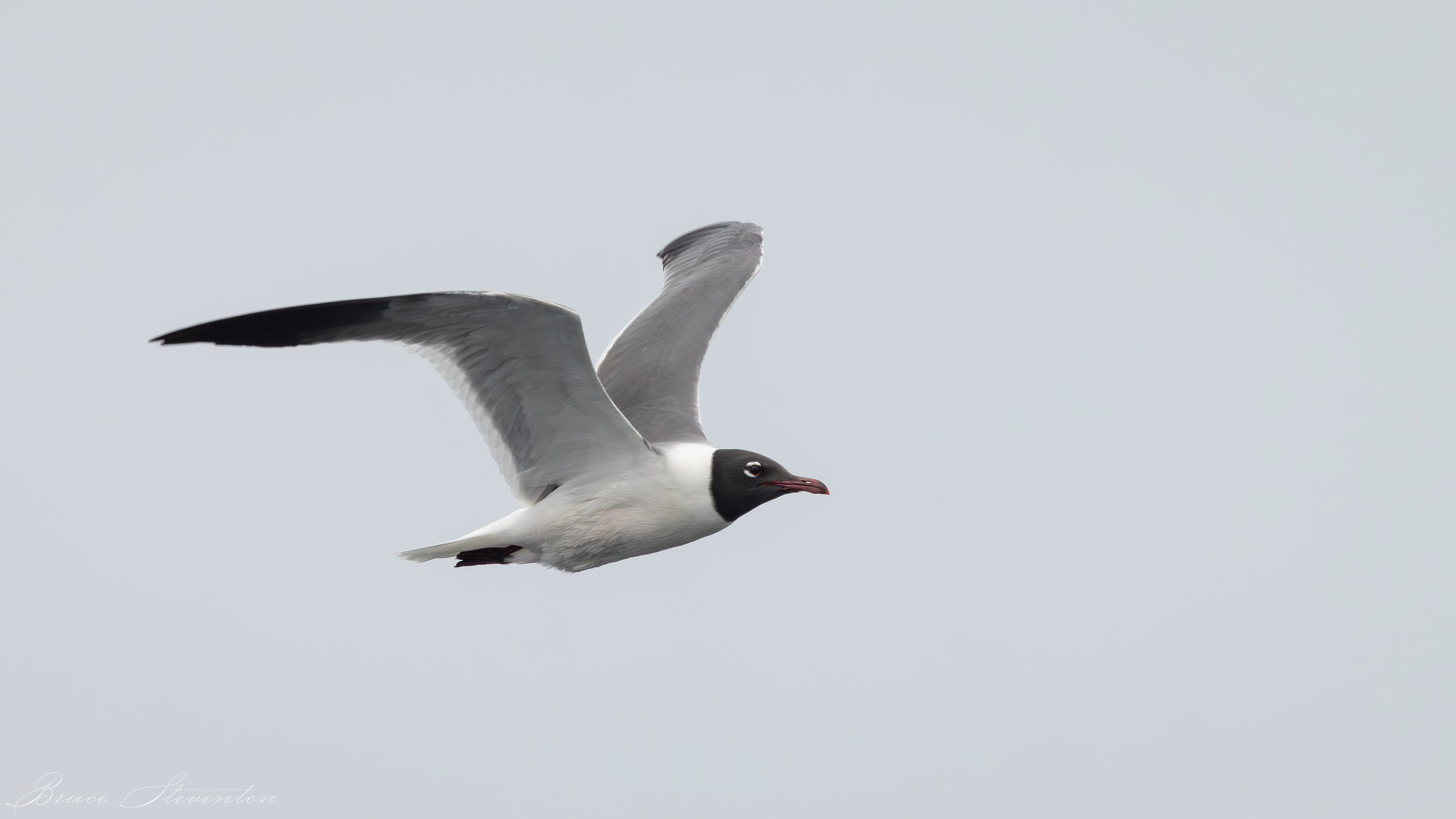 Laughing Gull
