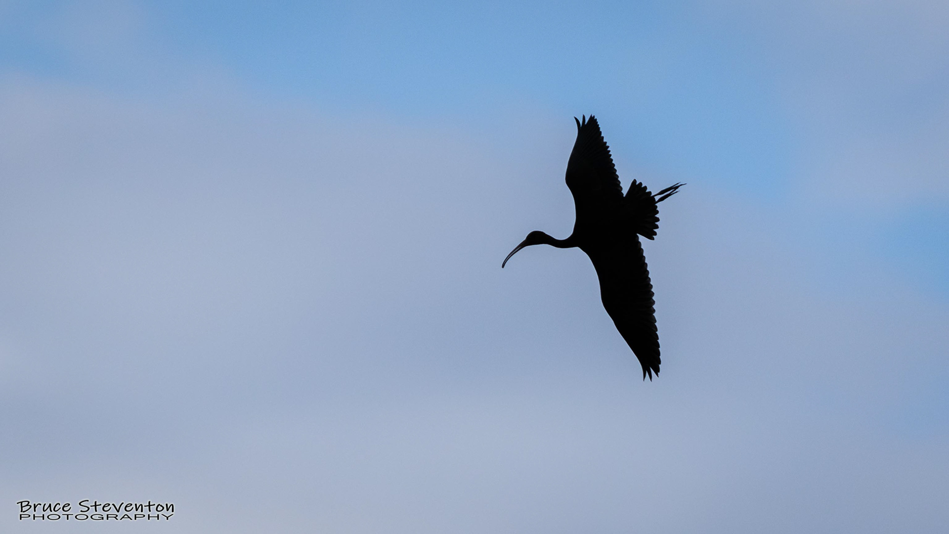 Glossy Ibis