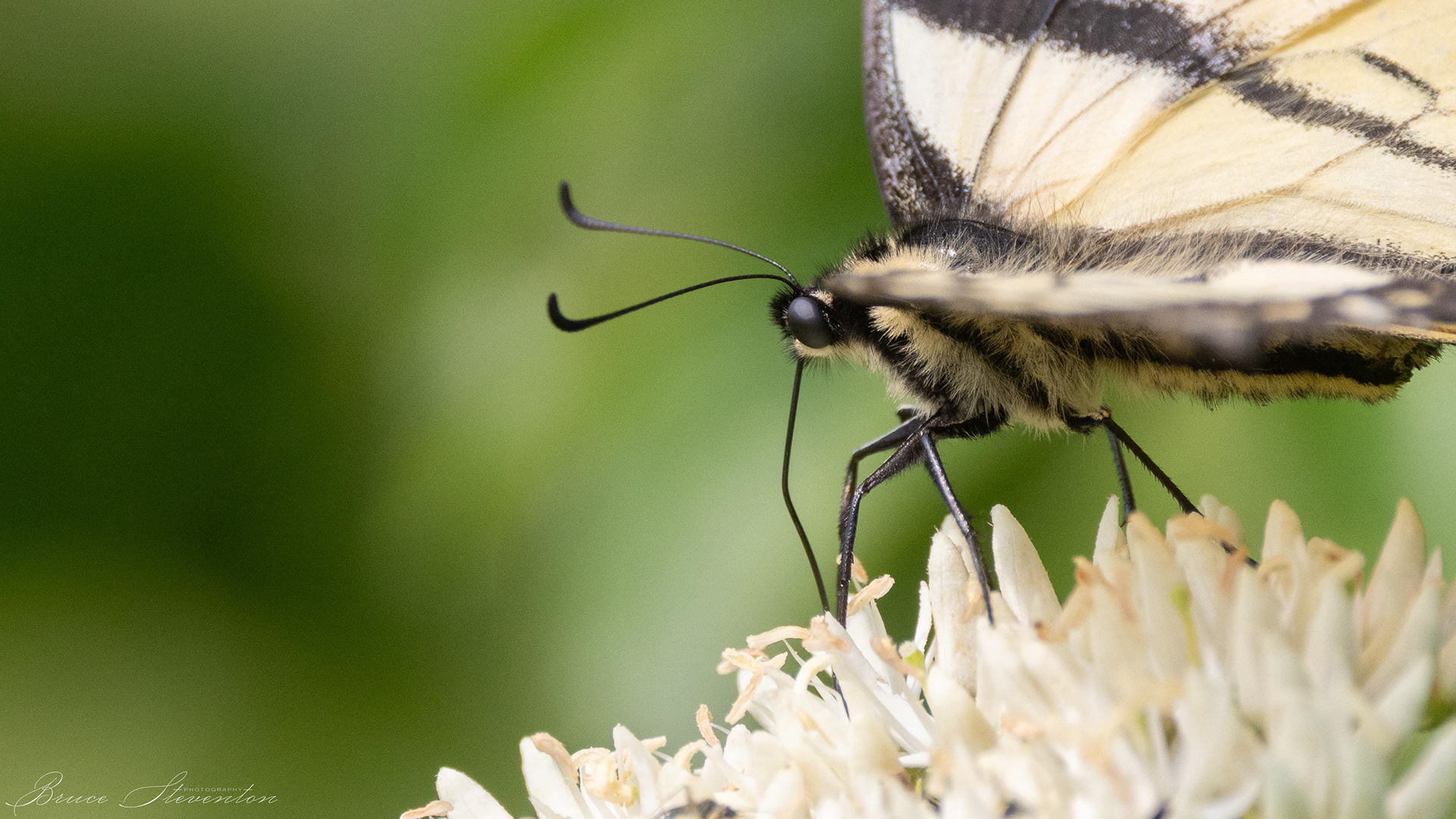 Tiger Swallowtail feeding