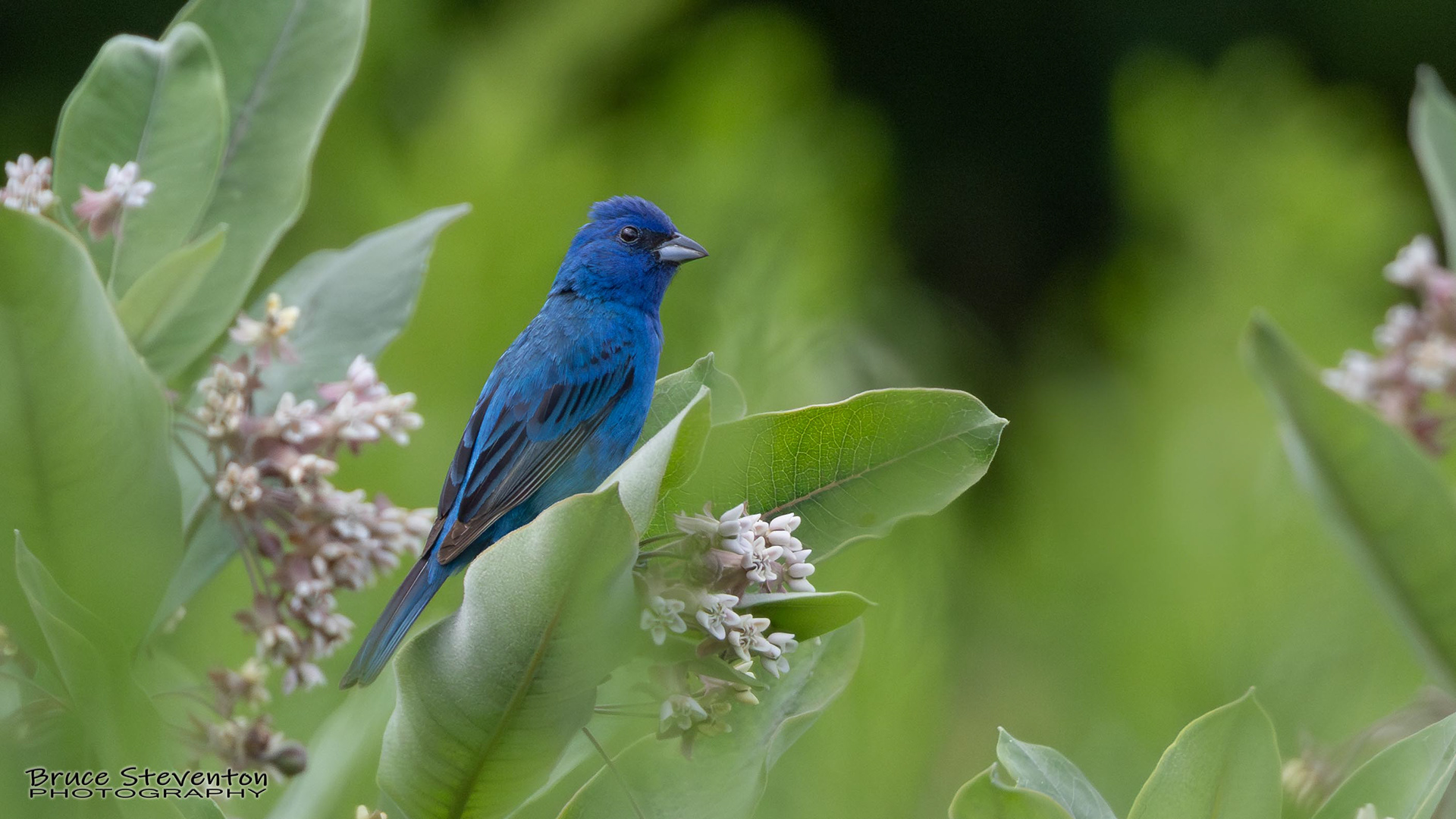 Indigo Bunting