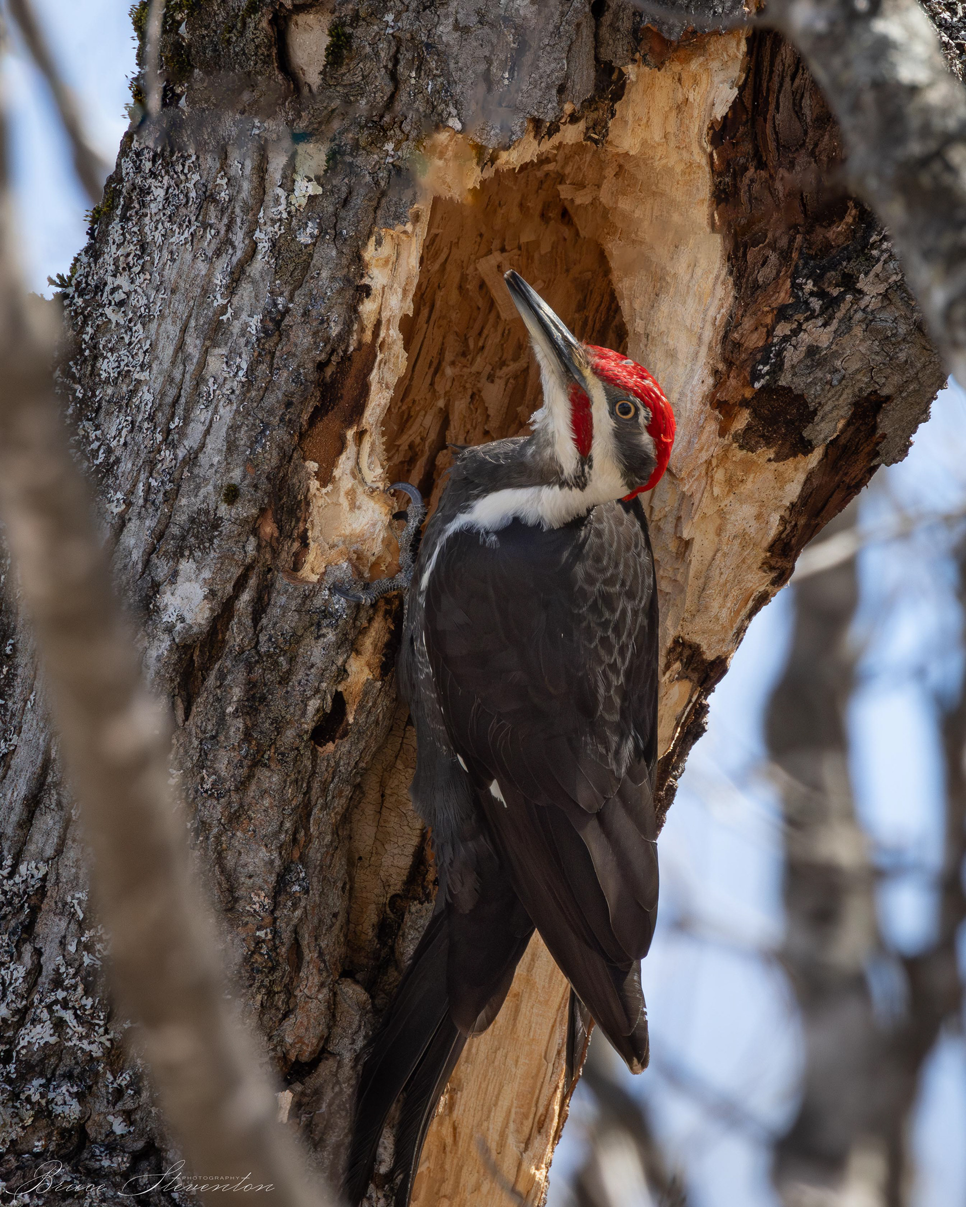 Our largest Woodpecker