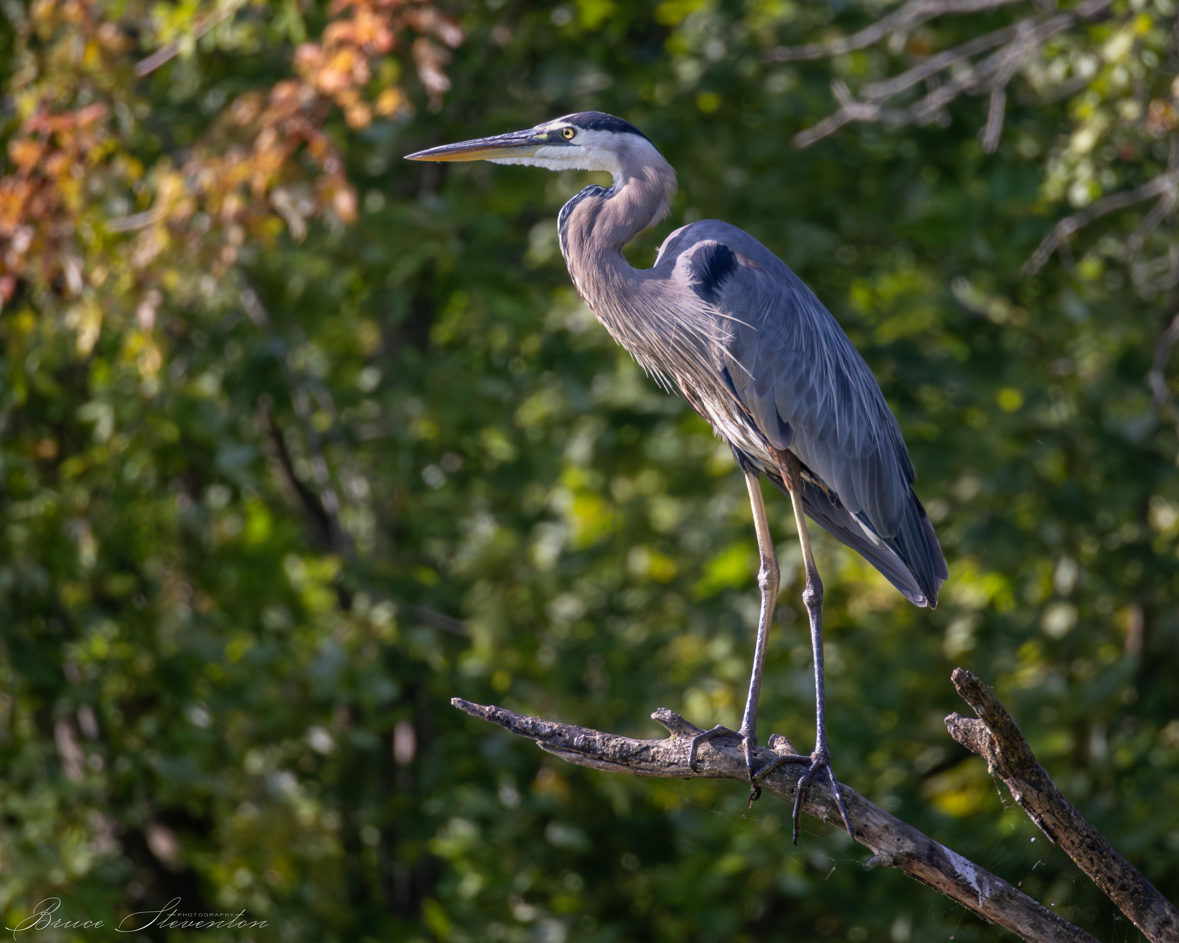 Great Blue Heron