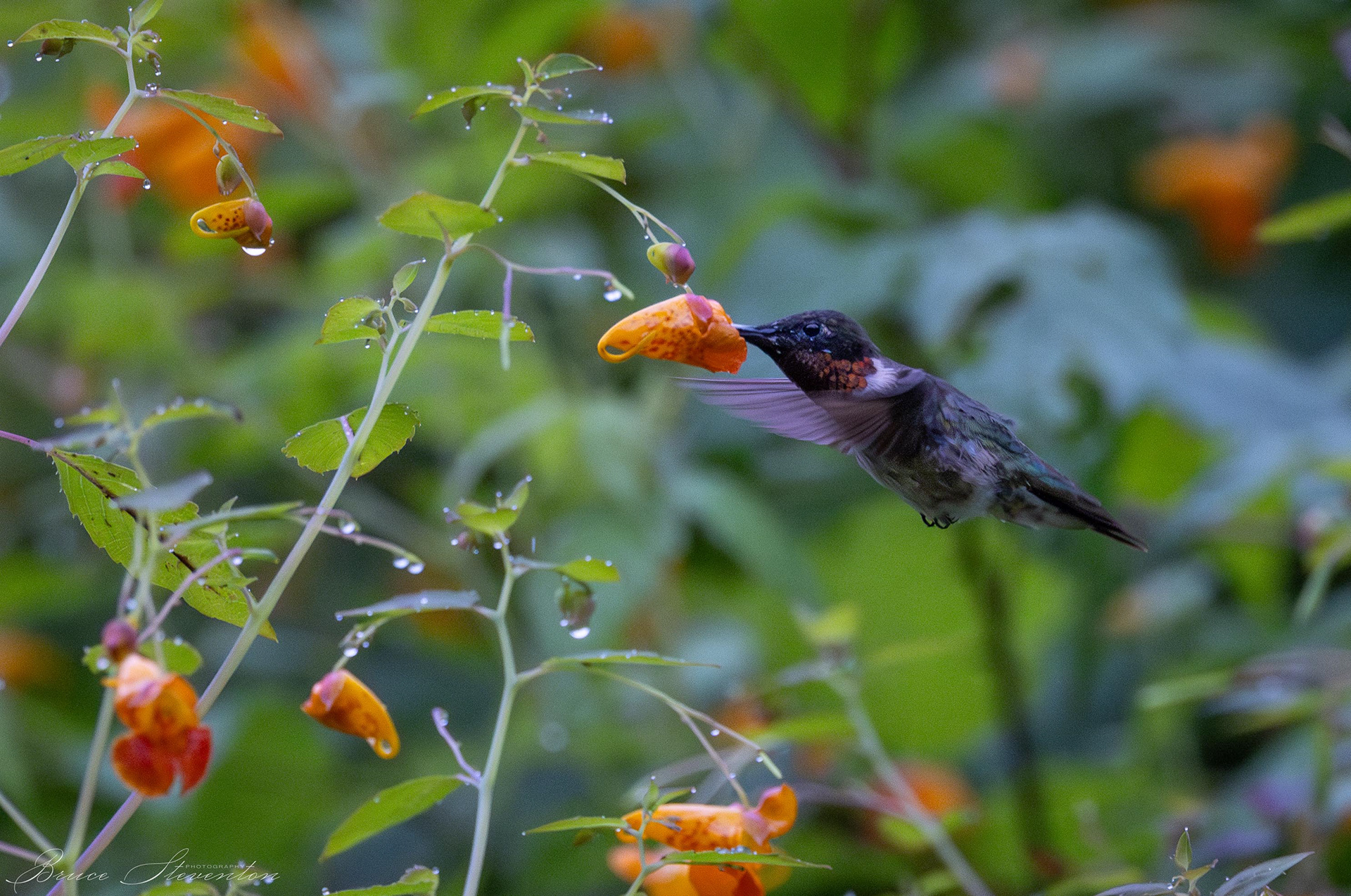 Ruby-throated Hummingbird on Jewel Weed