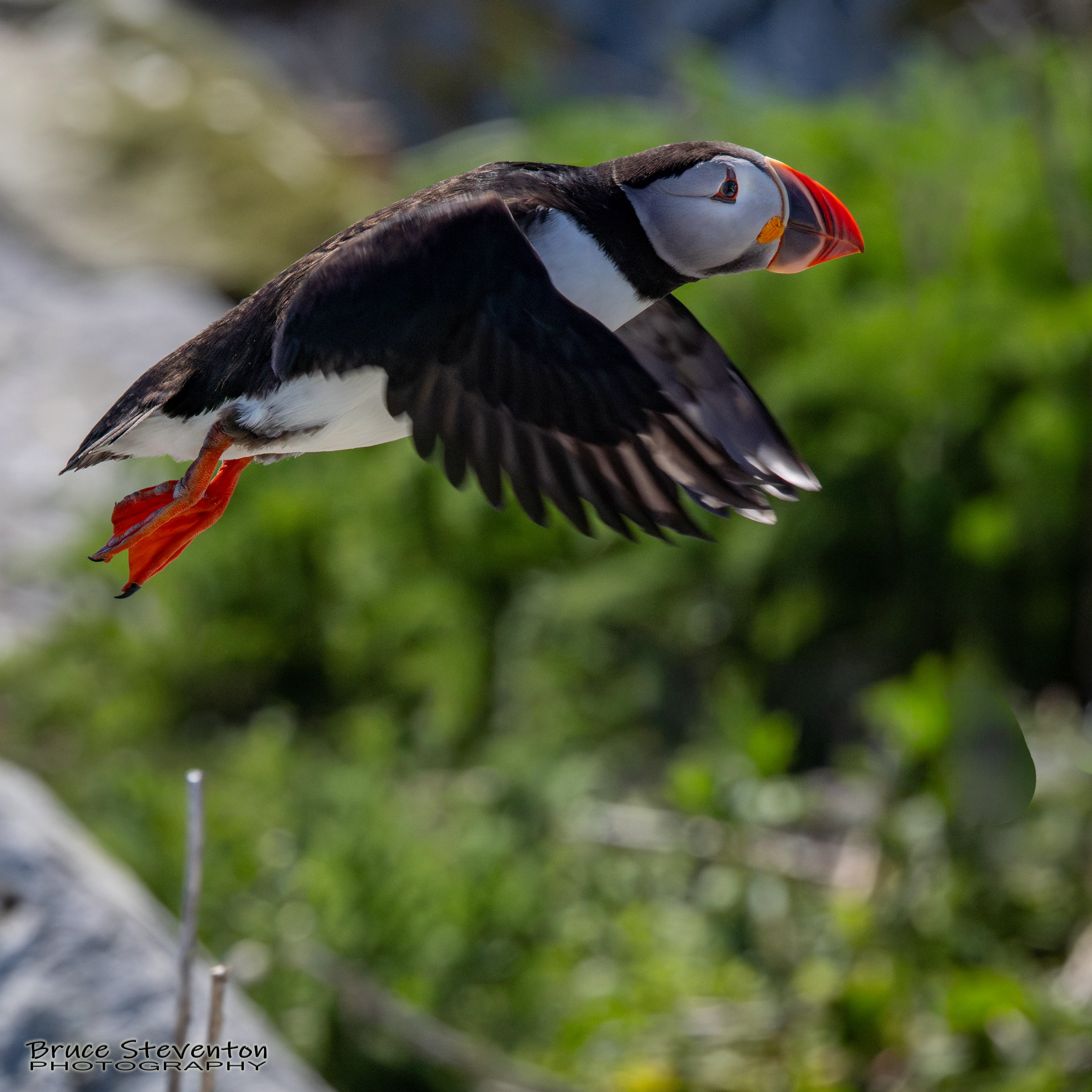 Atlantic Puffin