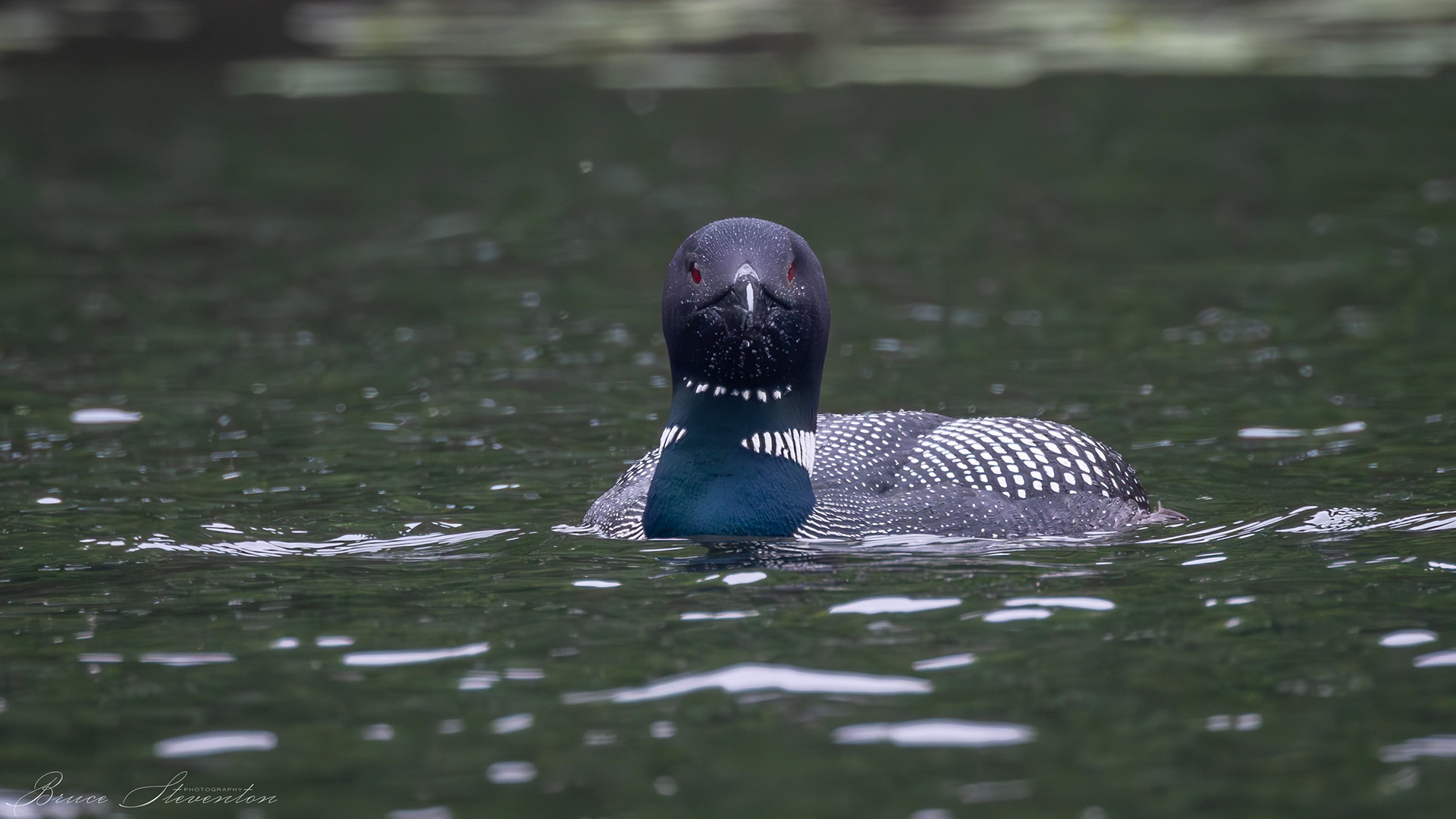 Common Loon