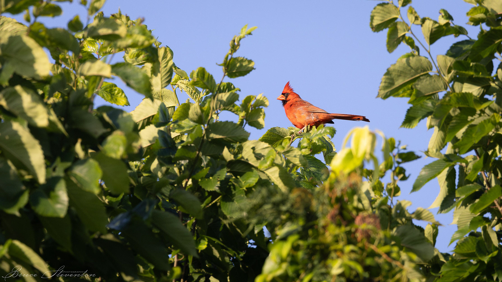 Northern Cardinal (M)