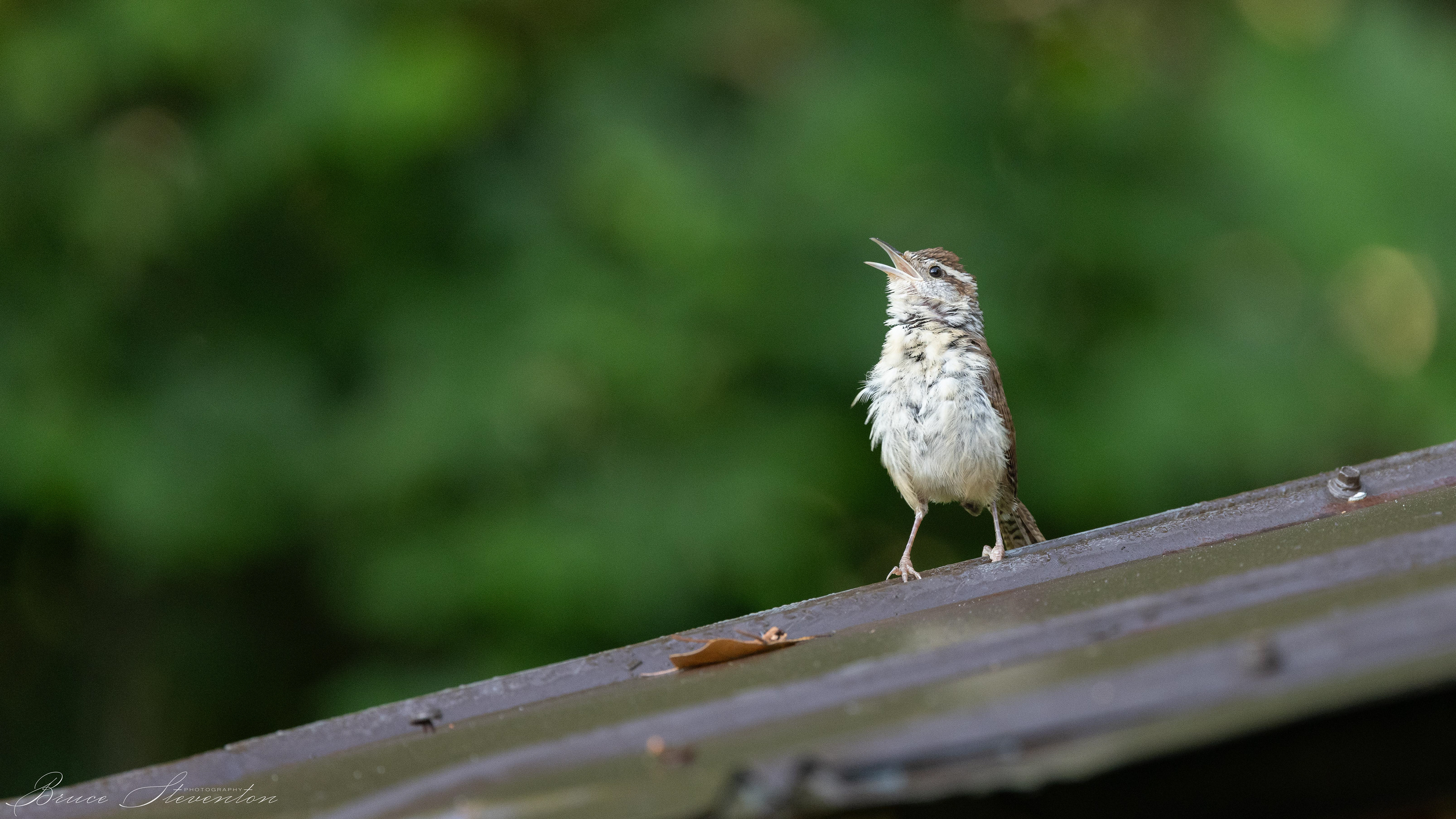 Carolina Wren