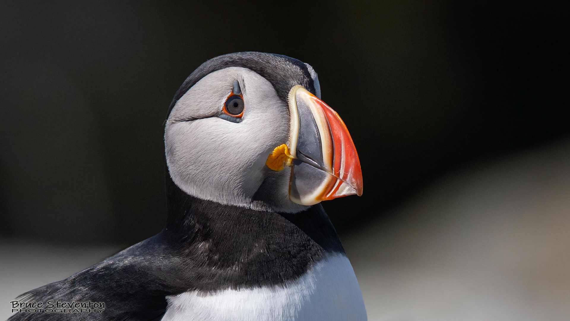 Atlantic Puffin