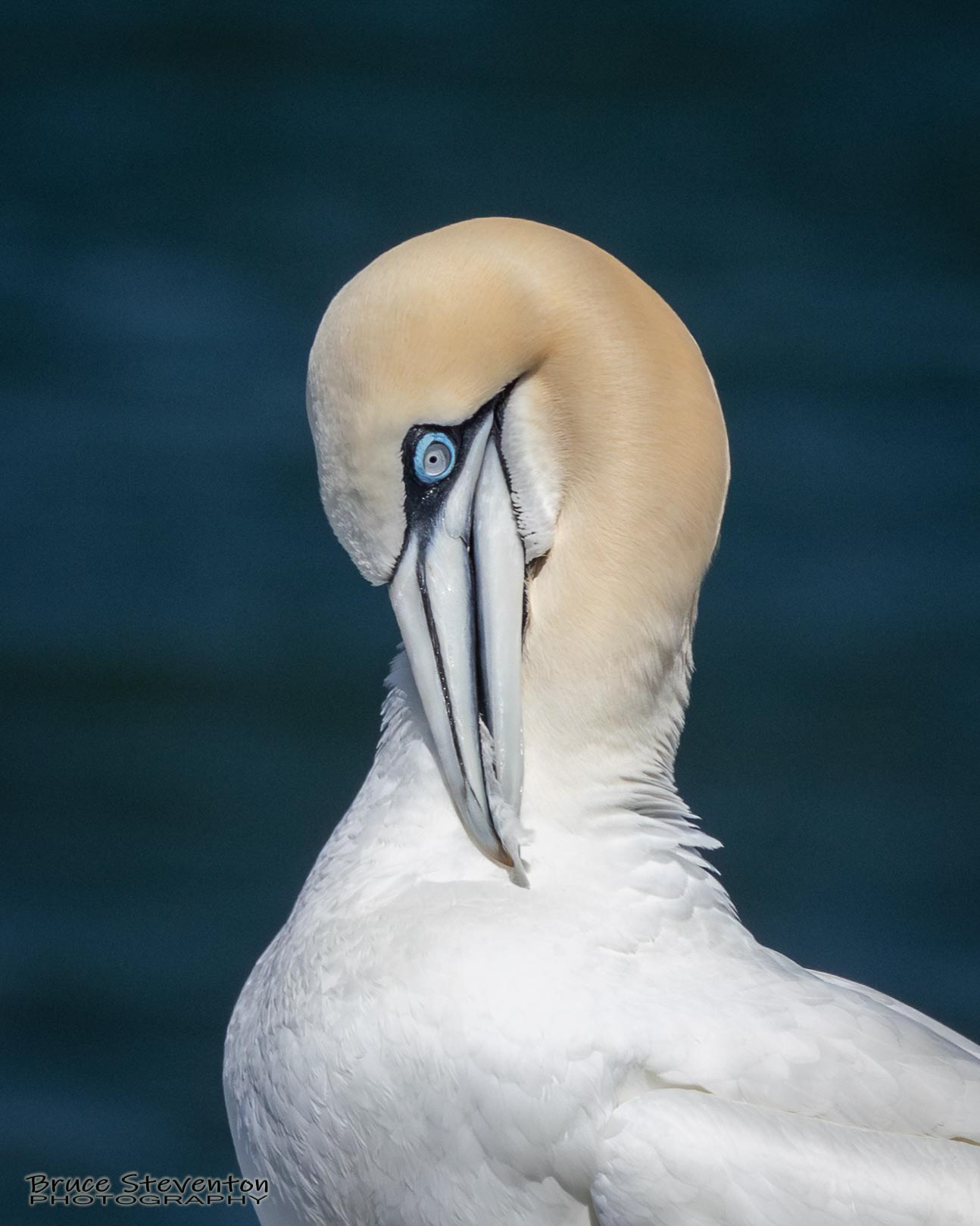 Northern Gannet