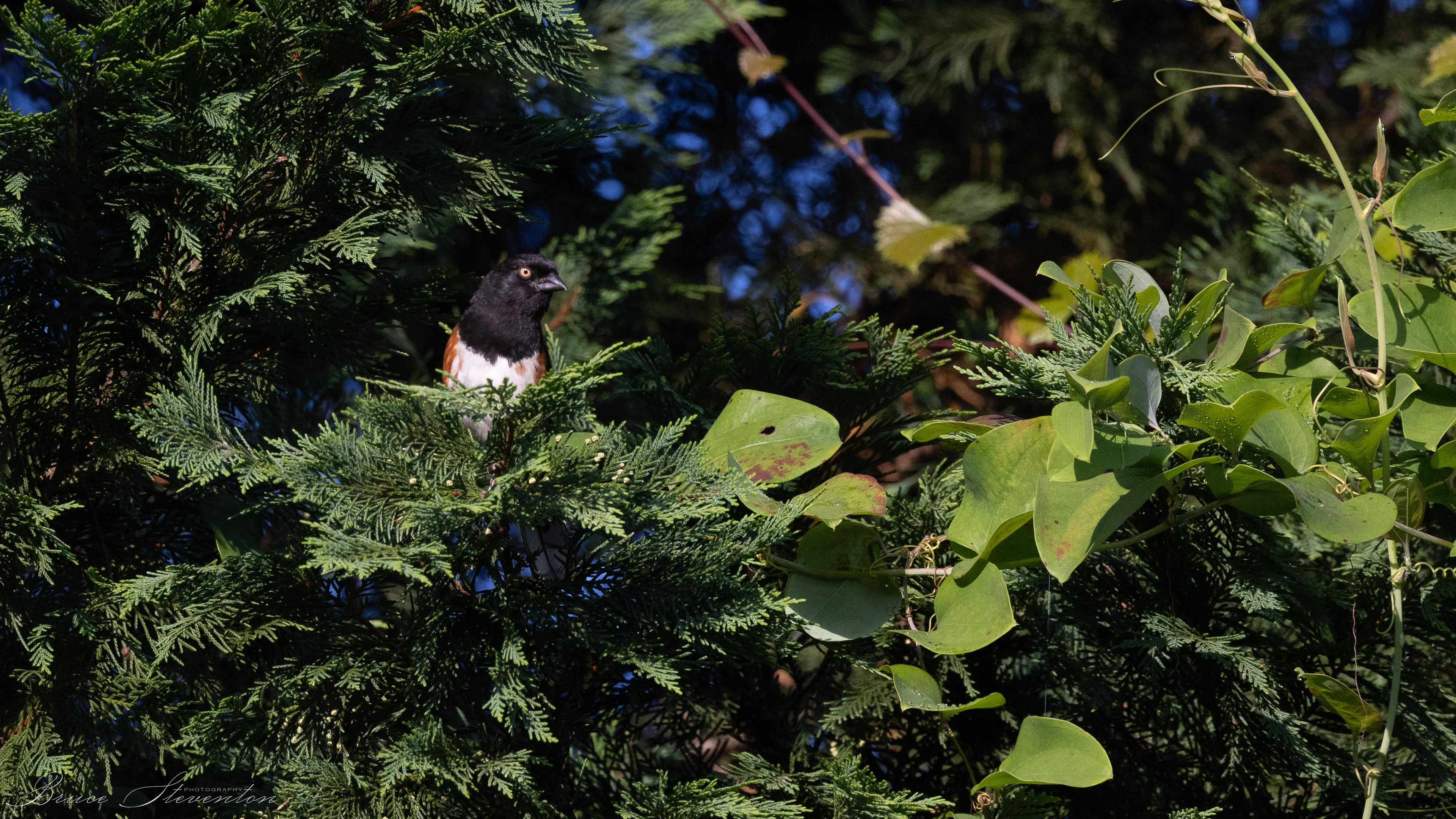 Eastern Towhee