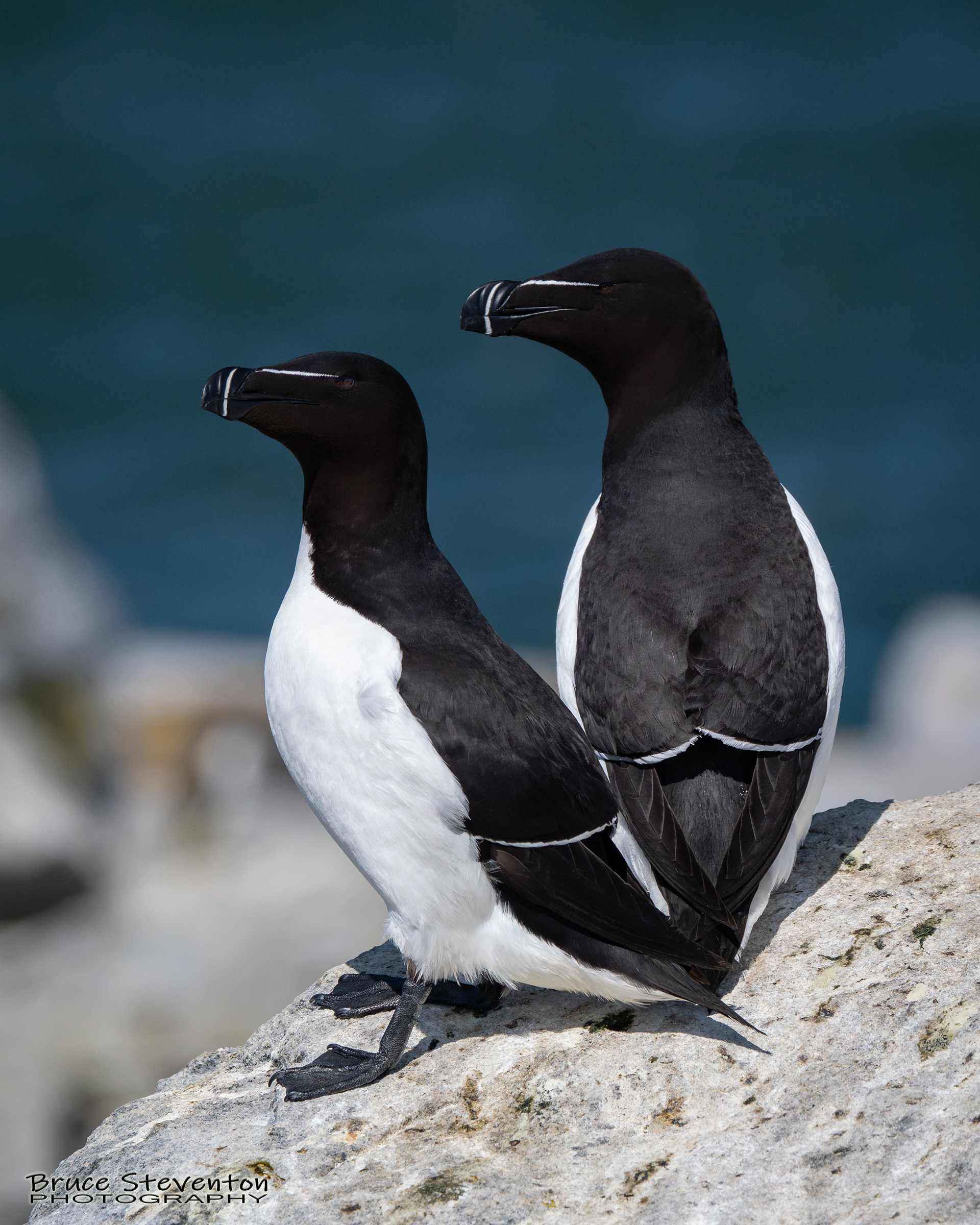 Razorbill