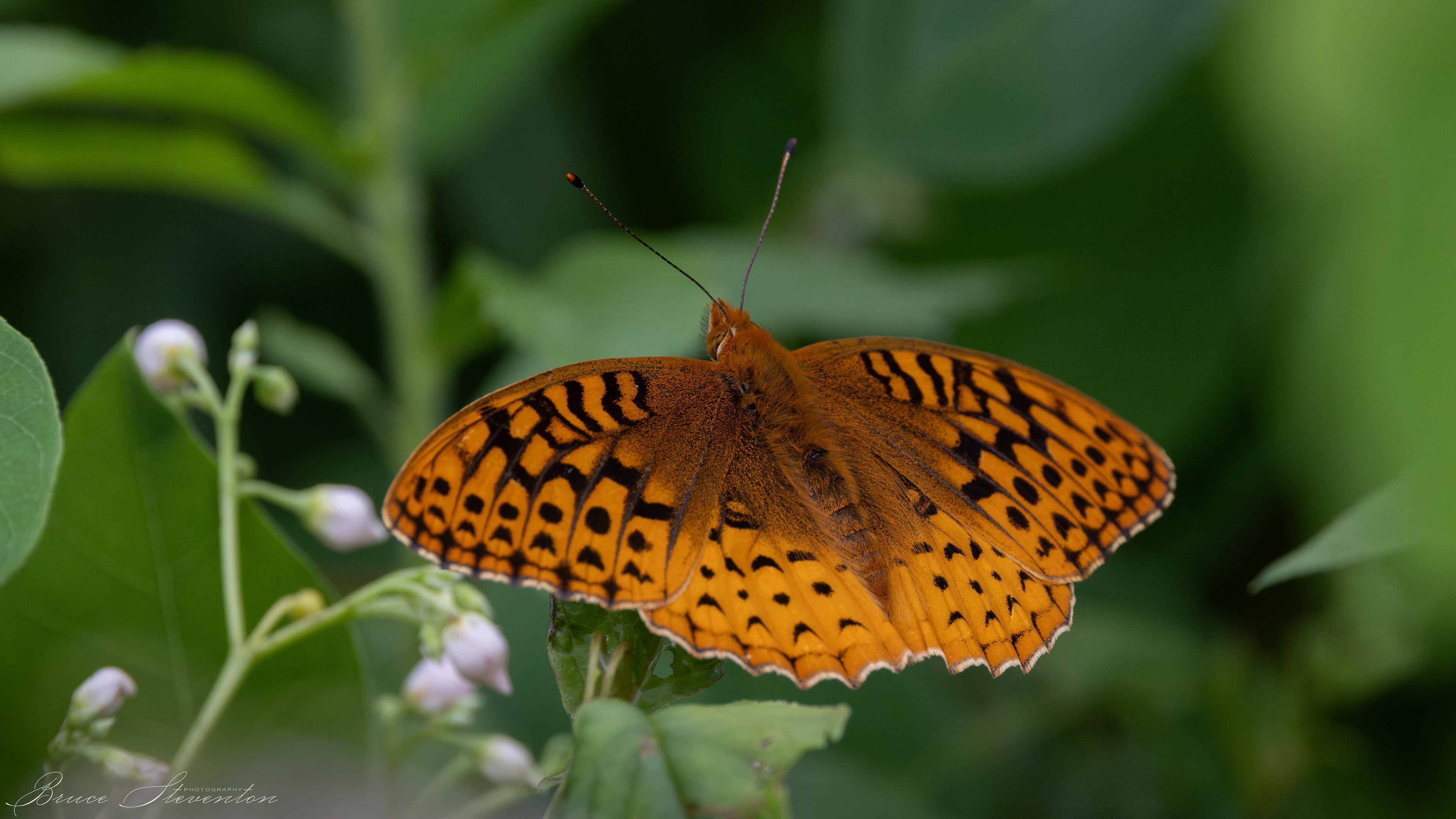 Great Spangled Fritillary