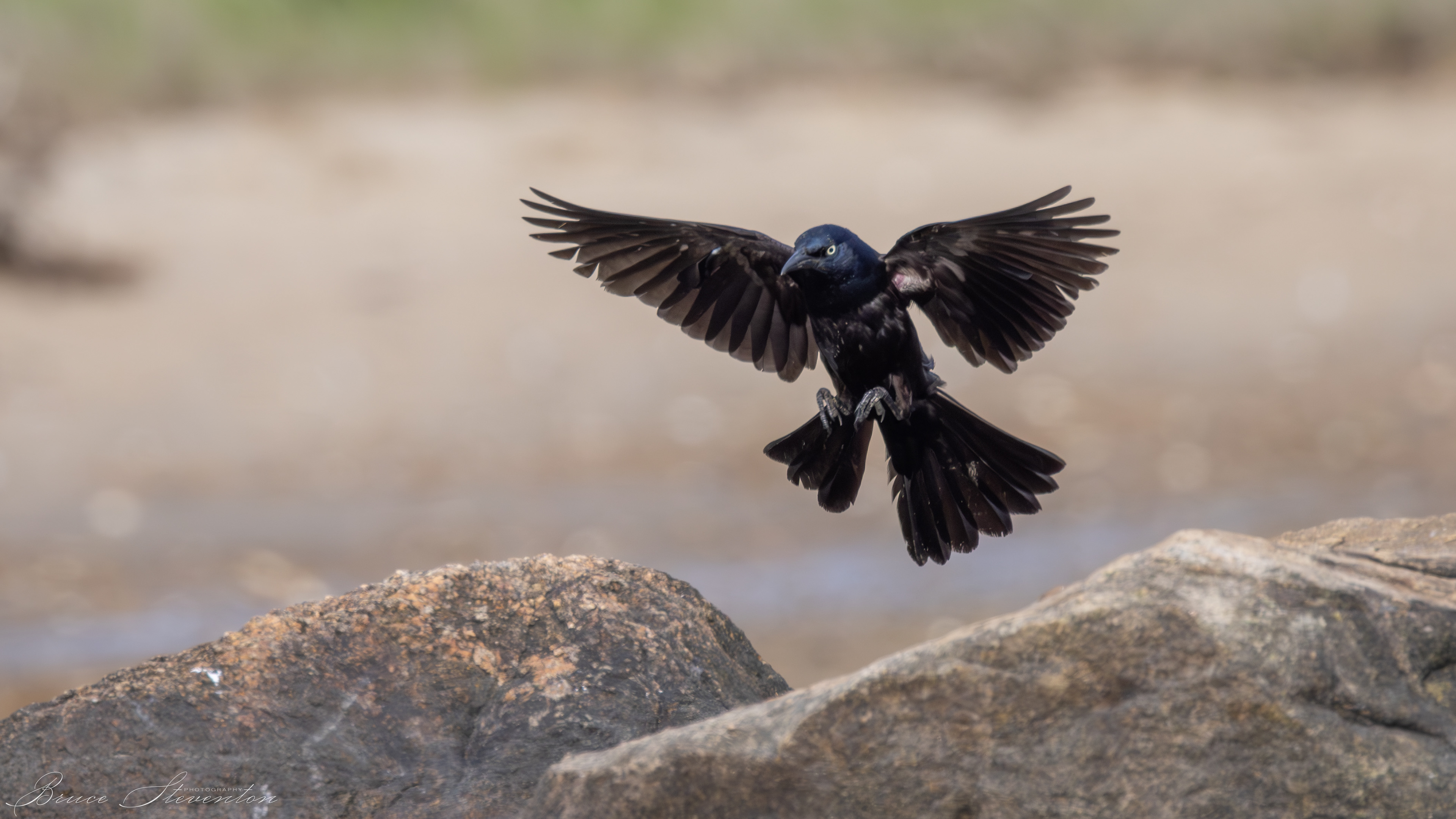 Common Grackle