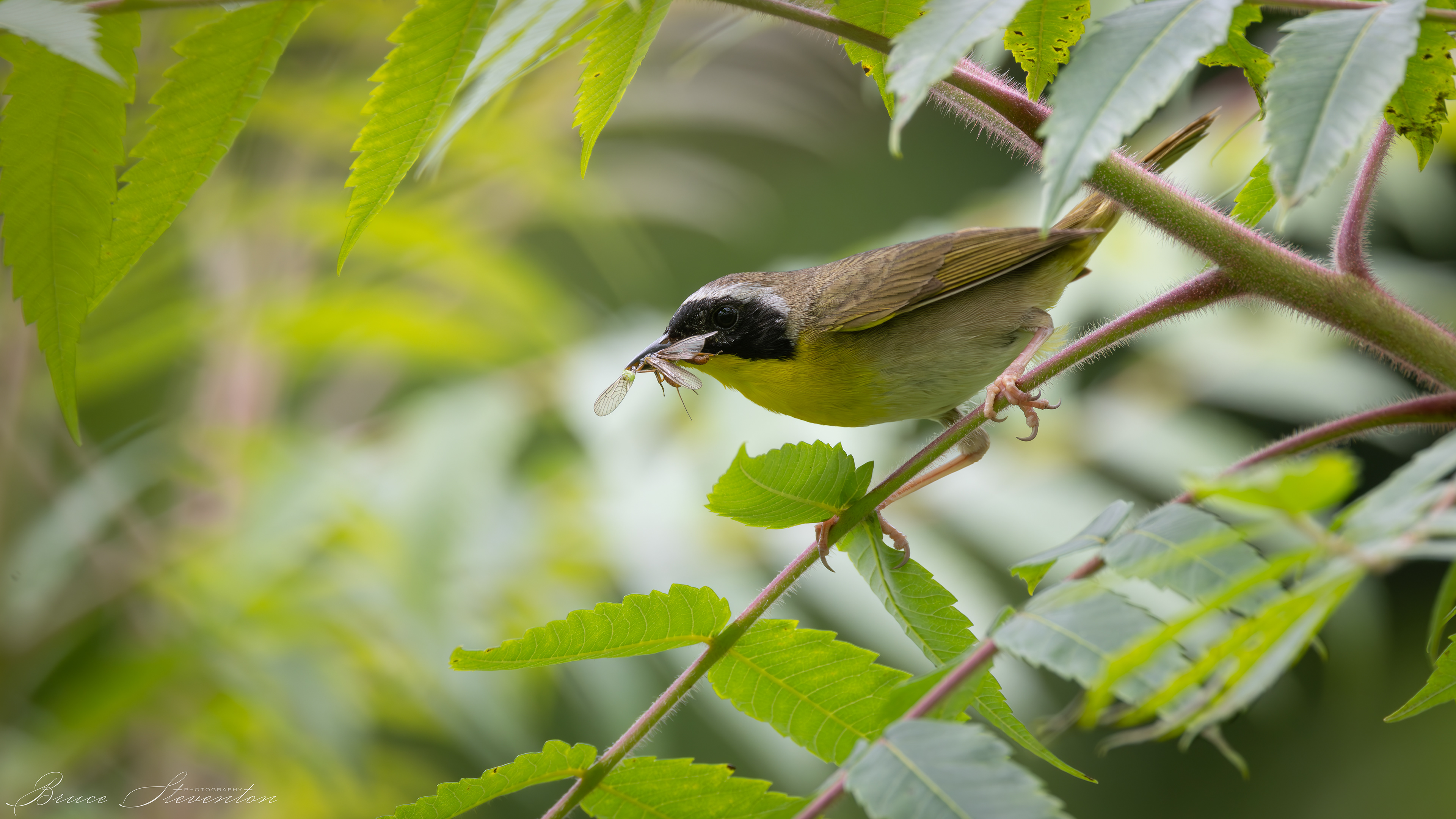 Common Yellowthroat