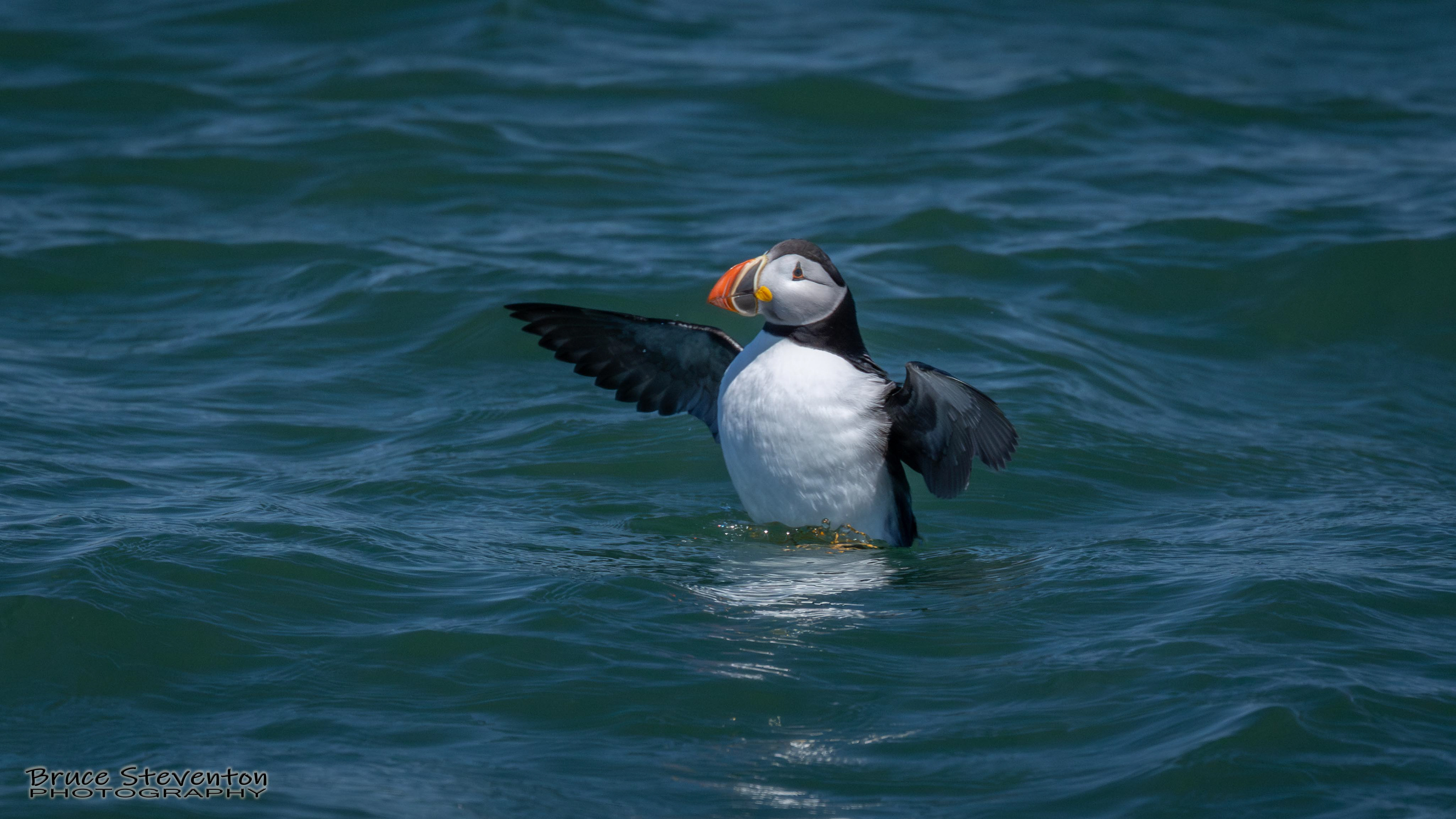 Atlantic Puffin