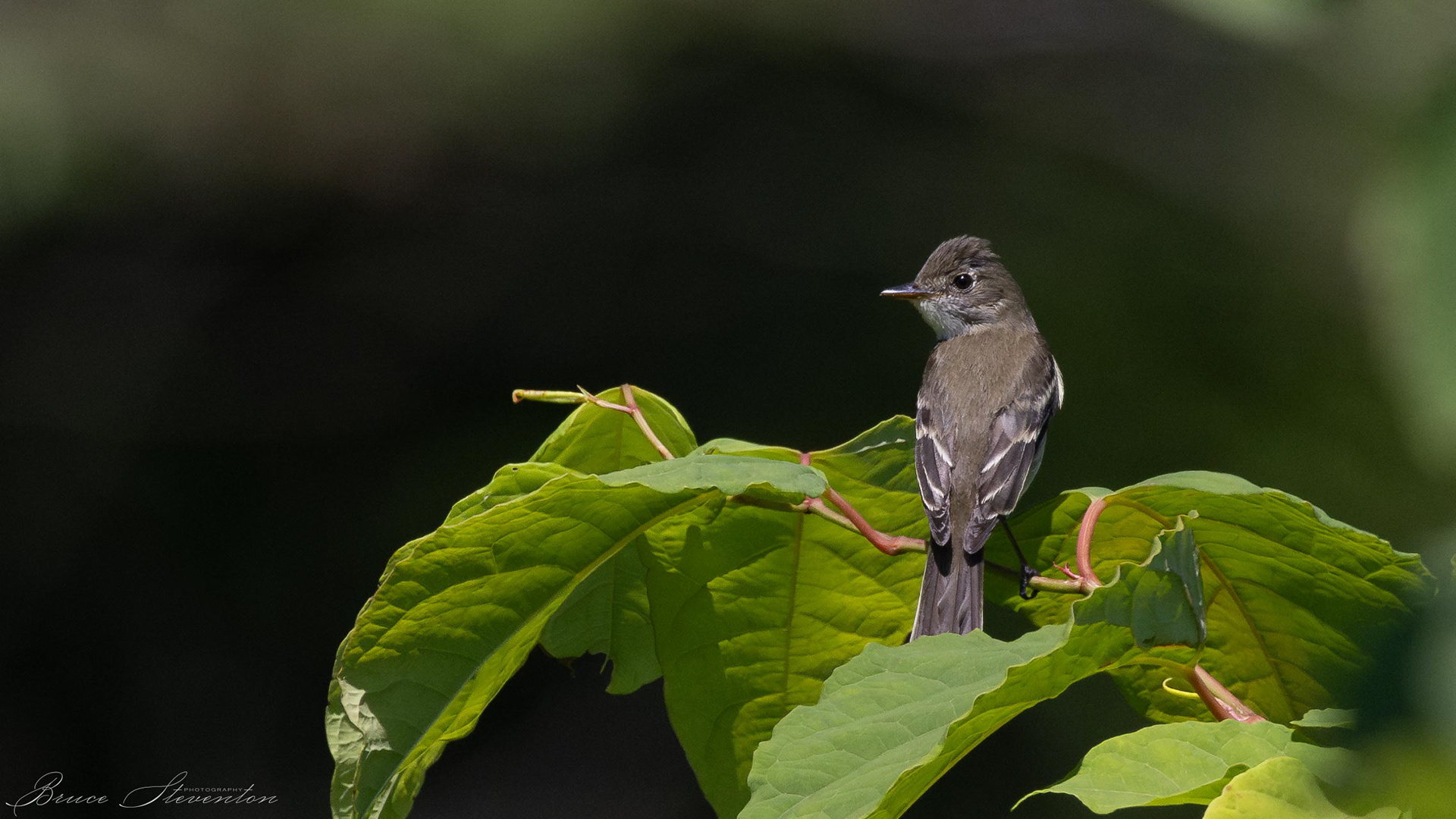 Least Flycatcher (probably)