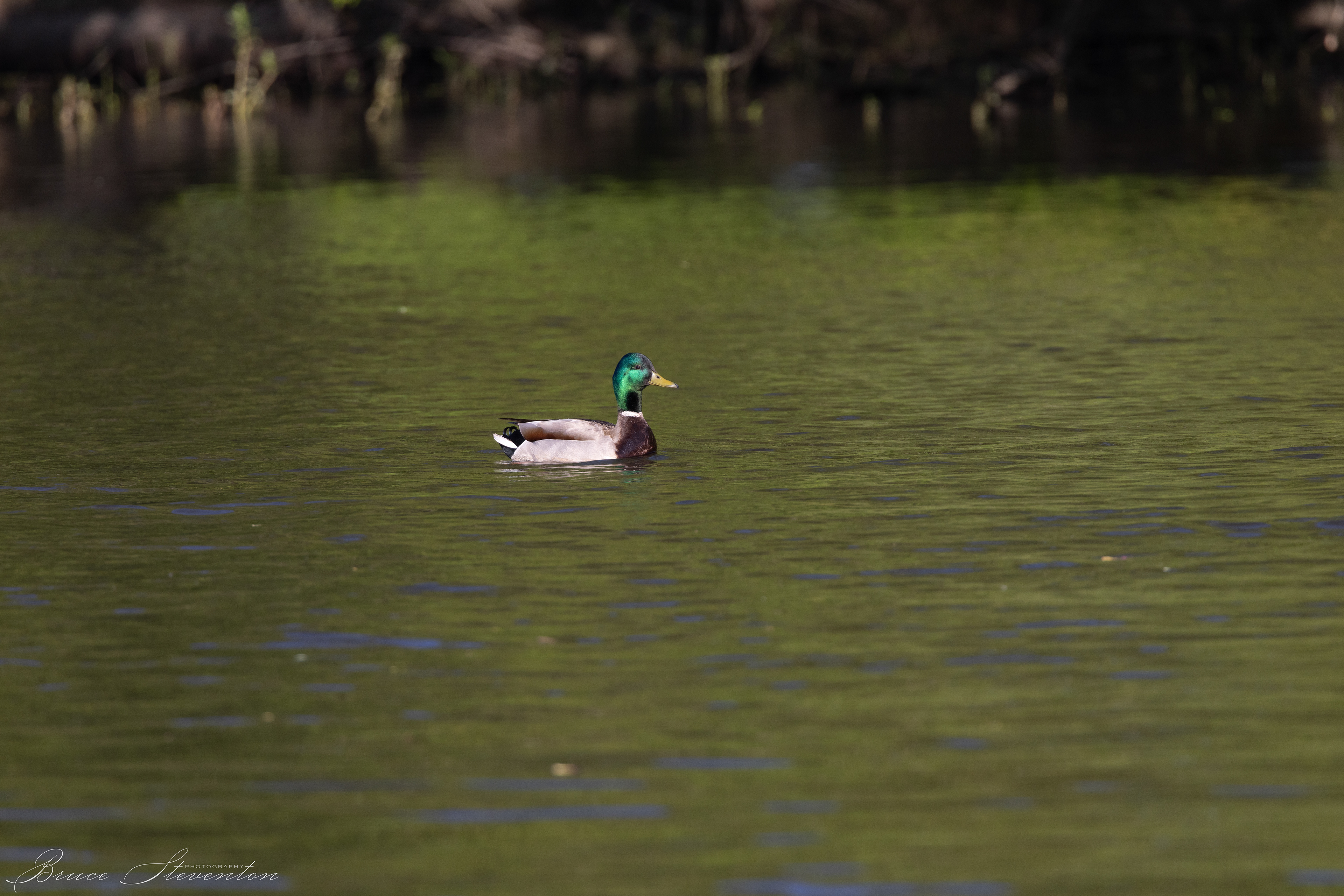 Mallard; does this light make my head look too shiny?