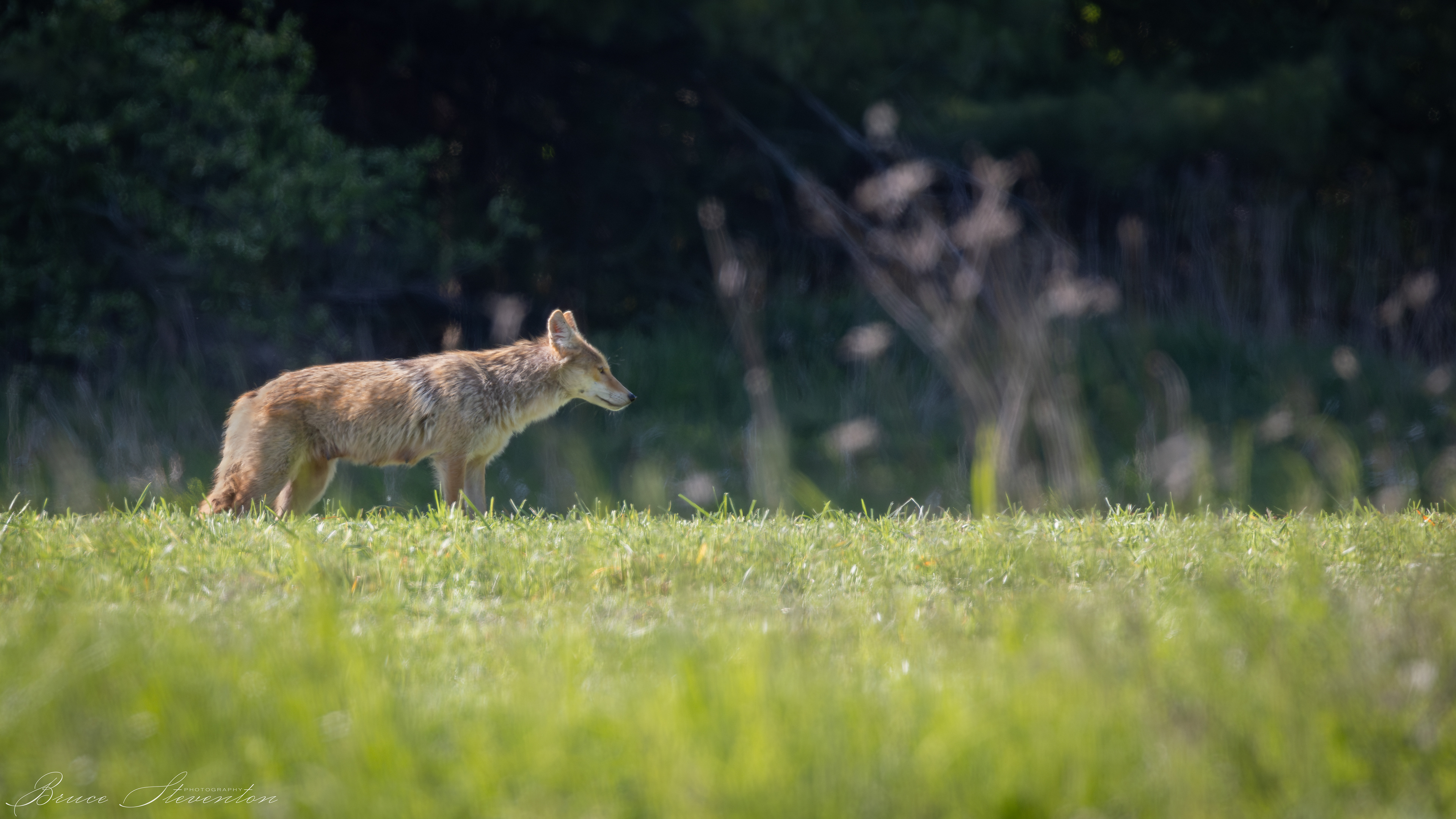 Coyote; newly mowed fields are excellent hunting grounds