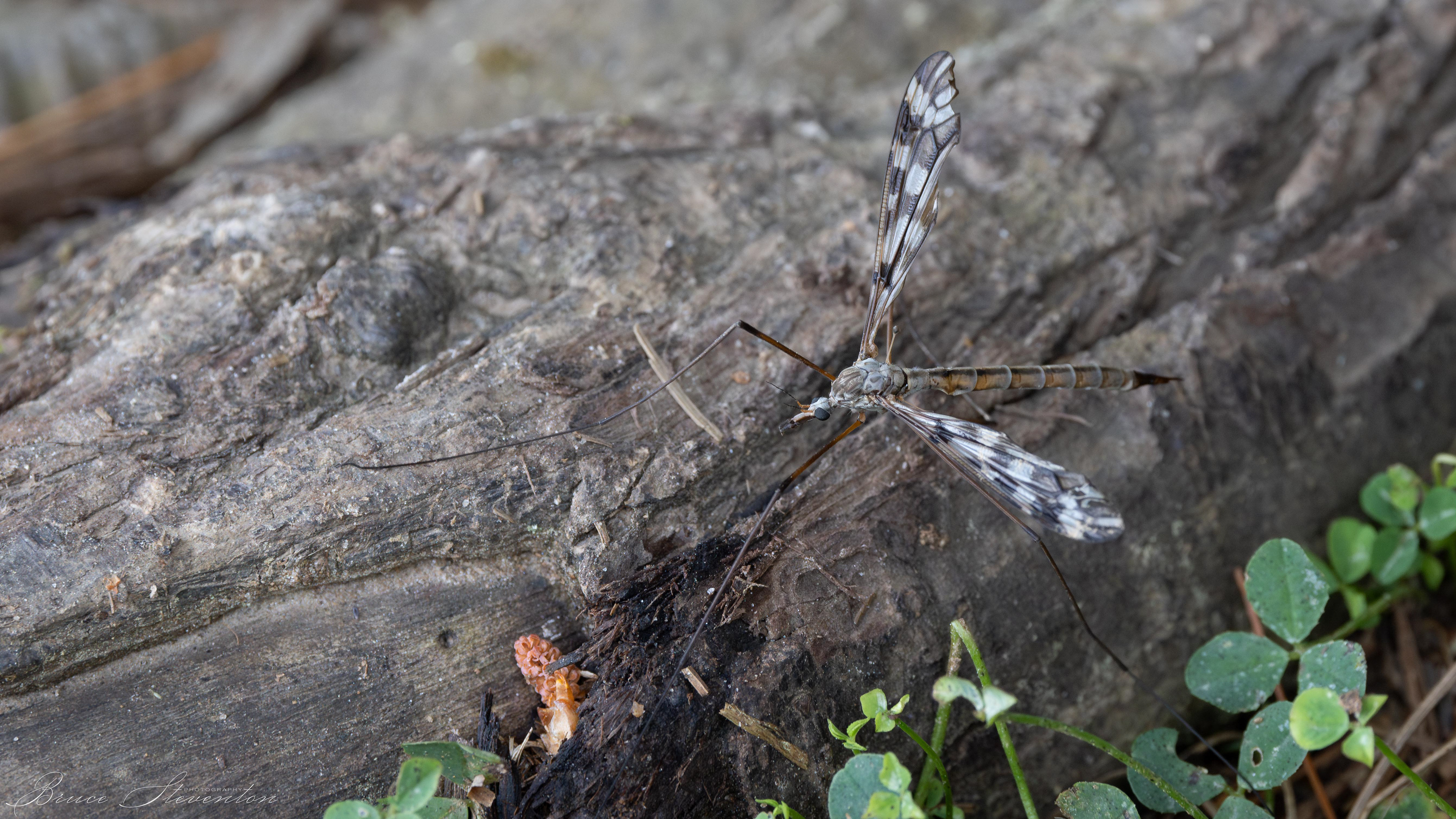 Crane Fly - Warren Wilson Trails