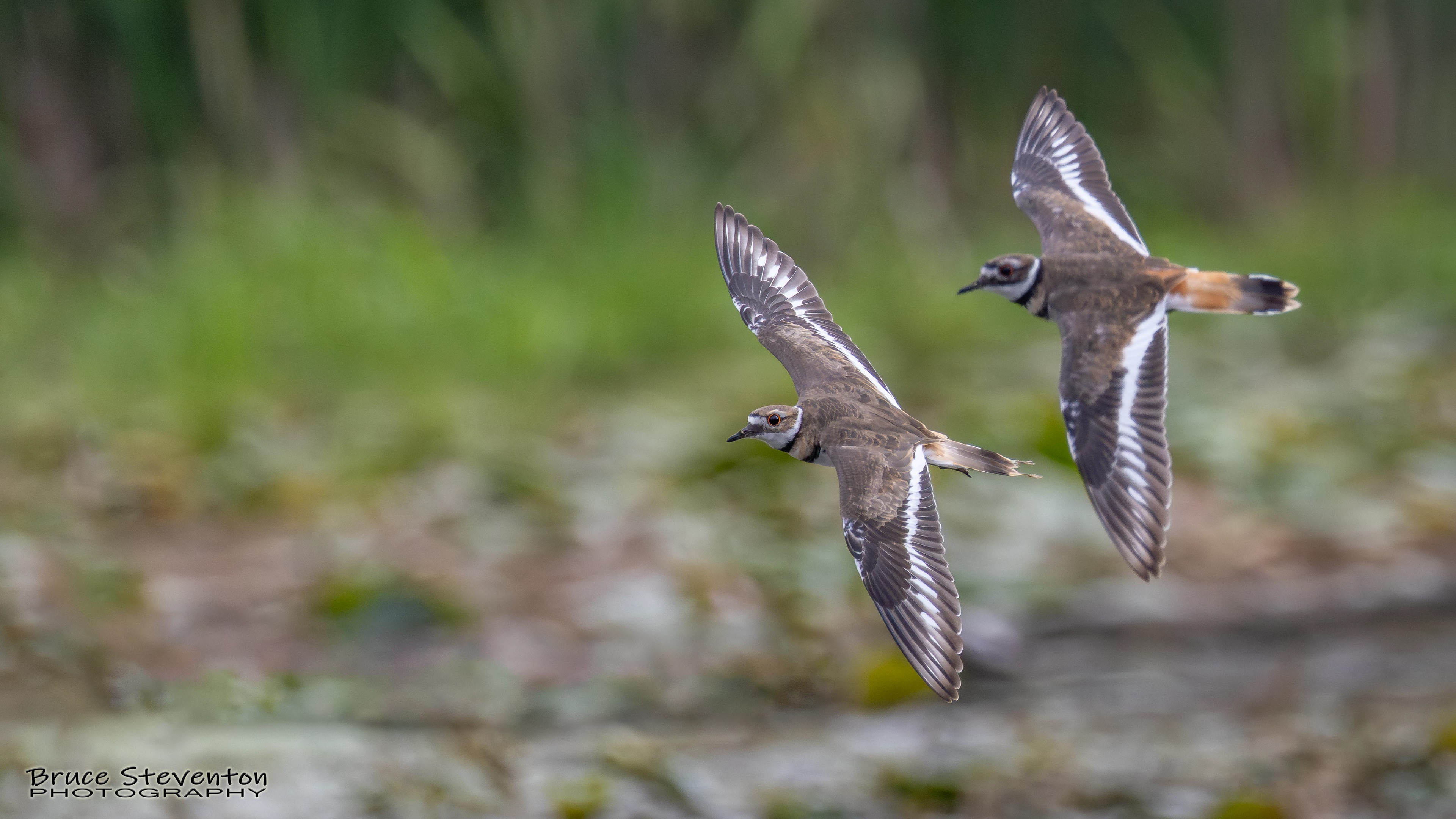 Killdeer