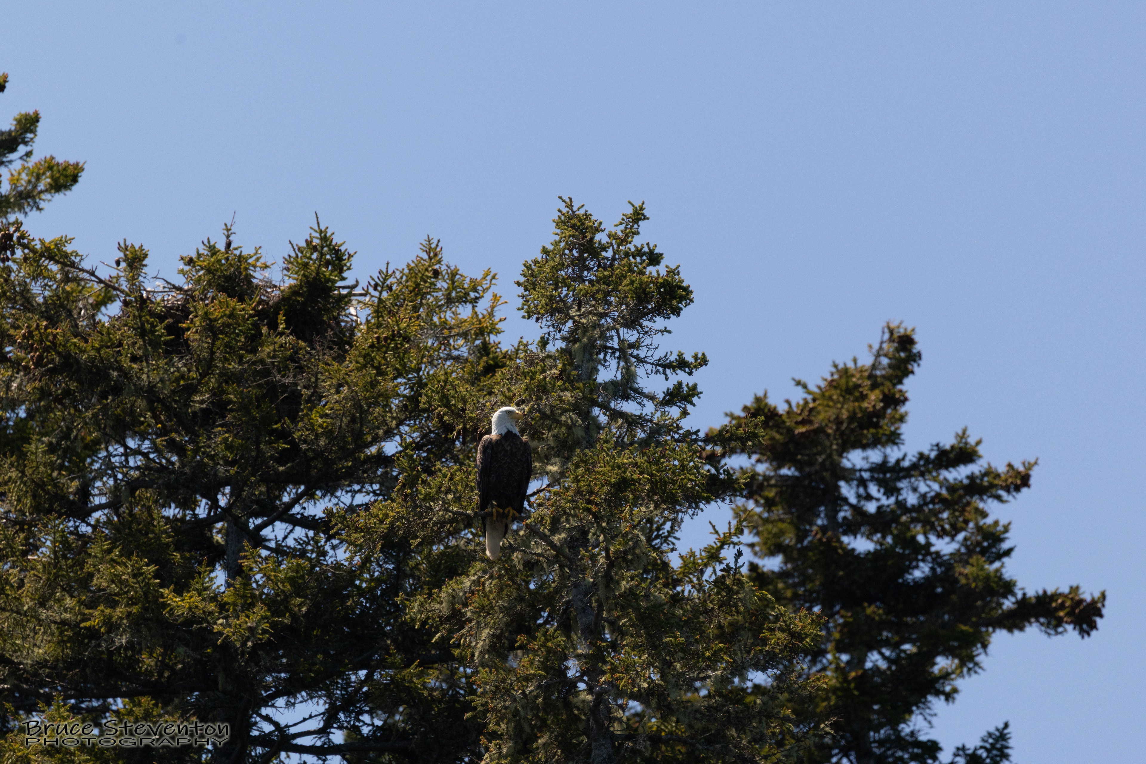 Bald Eagle