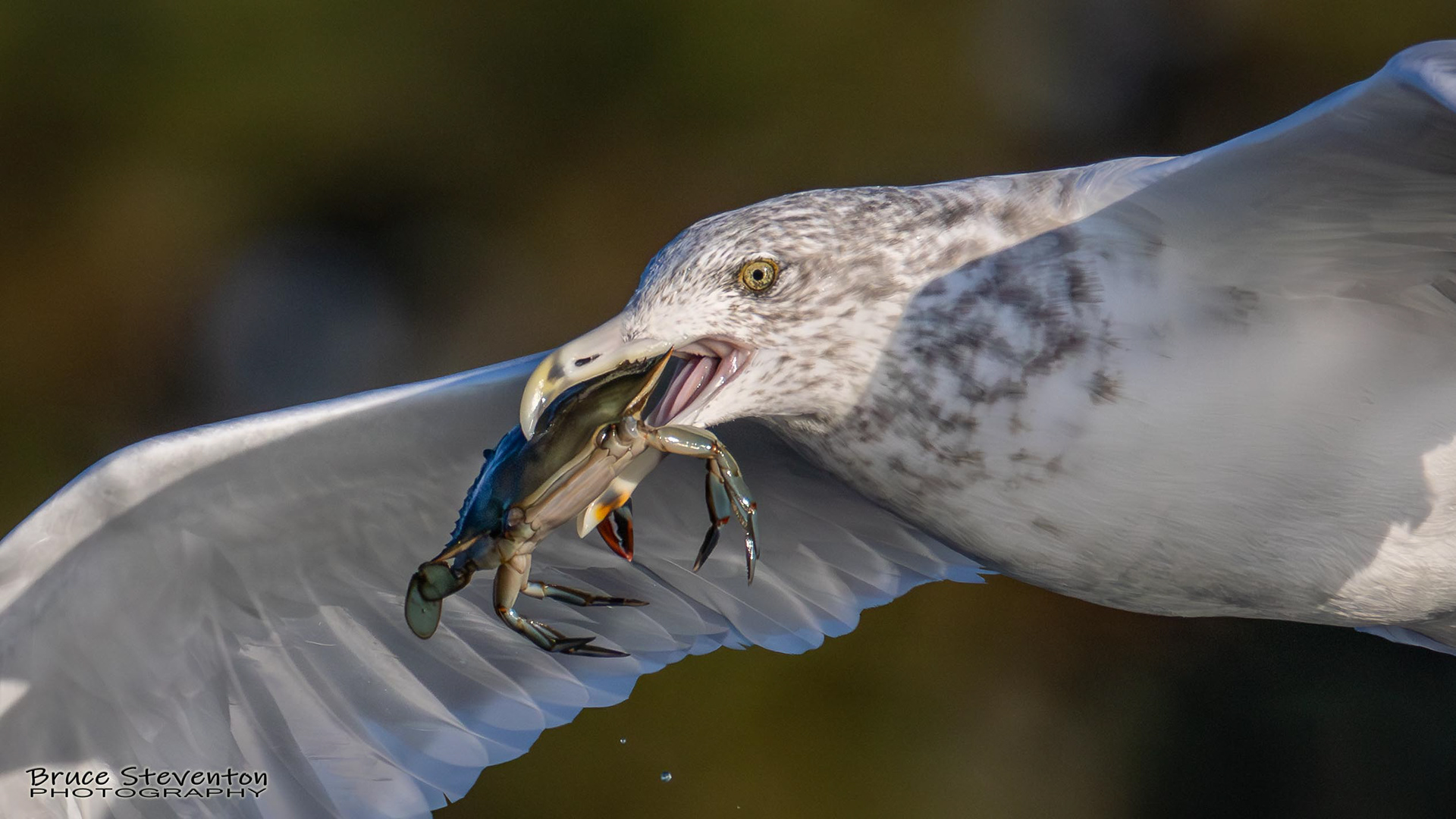Herring Gull
