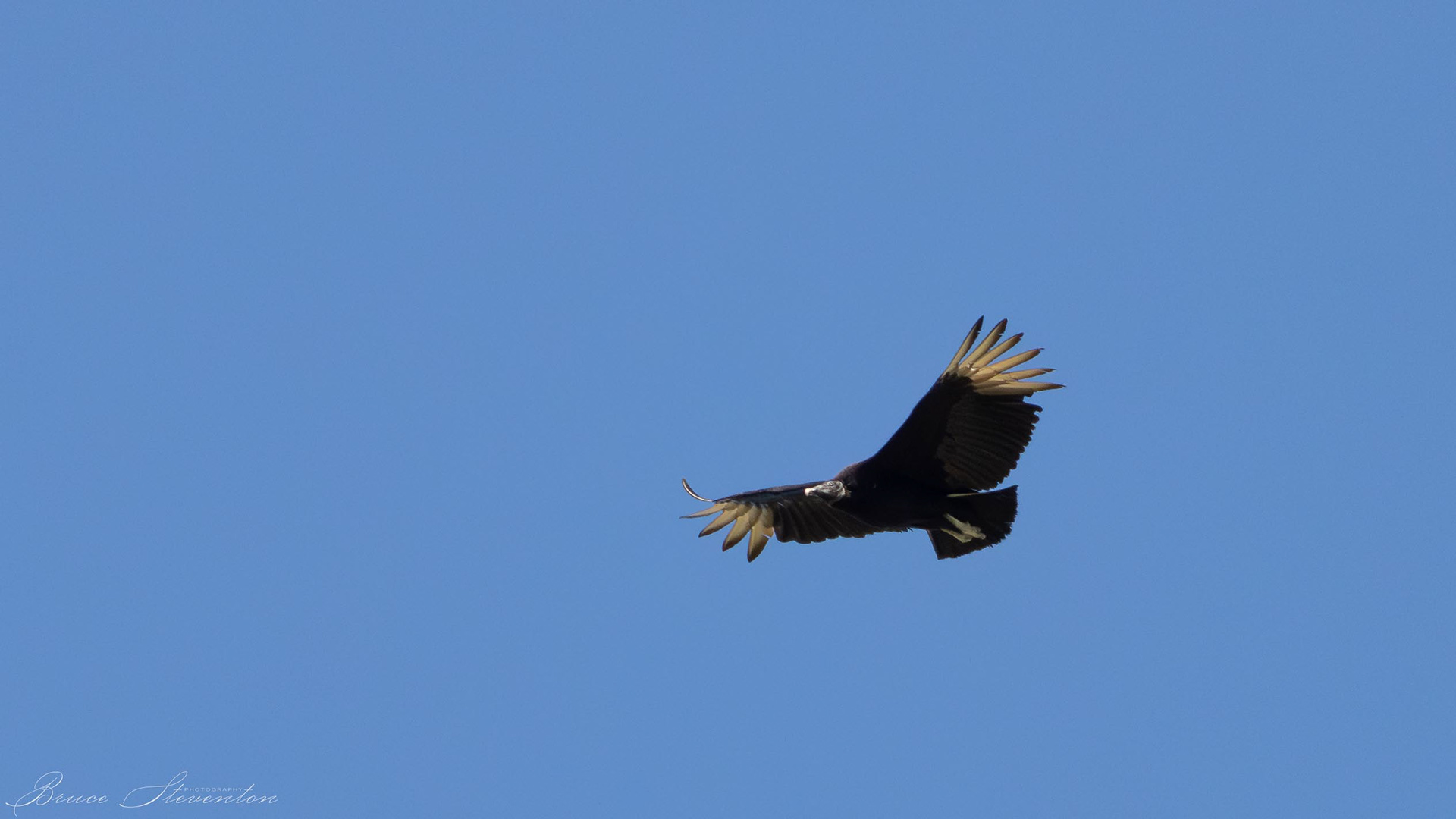 Black Vulture