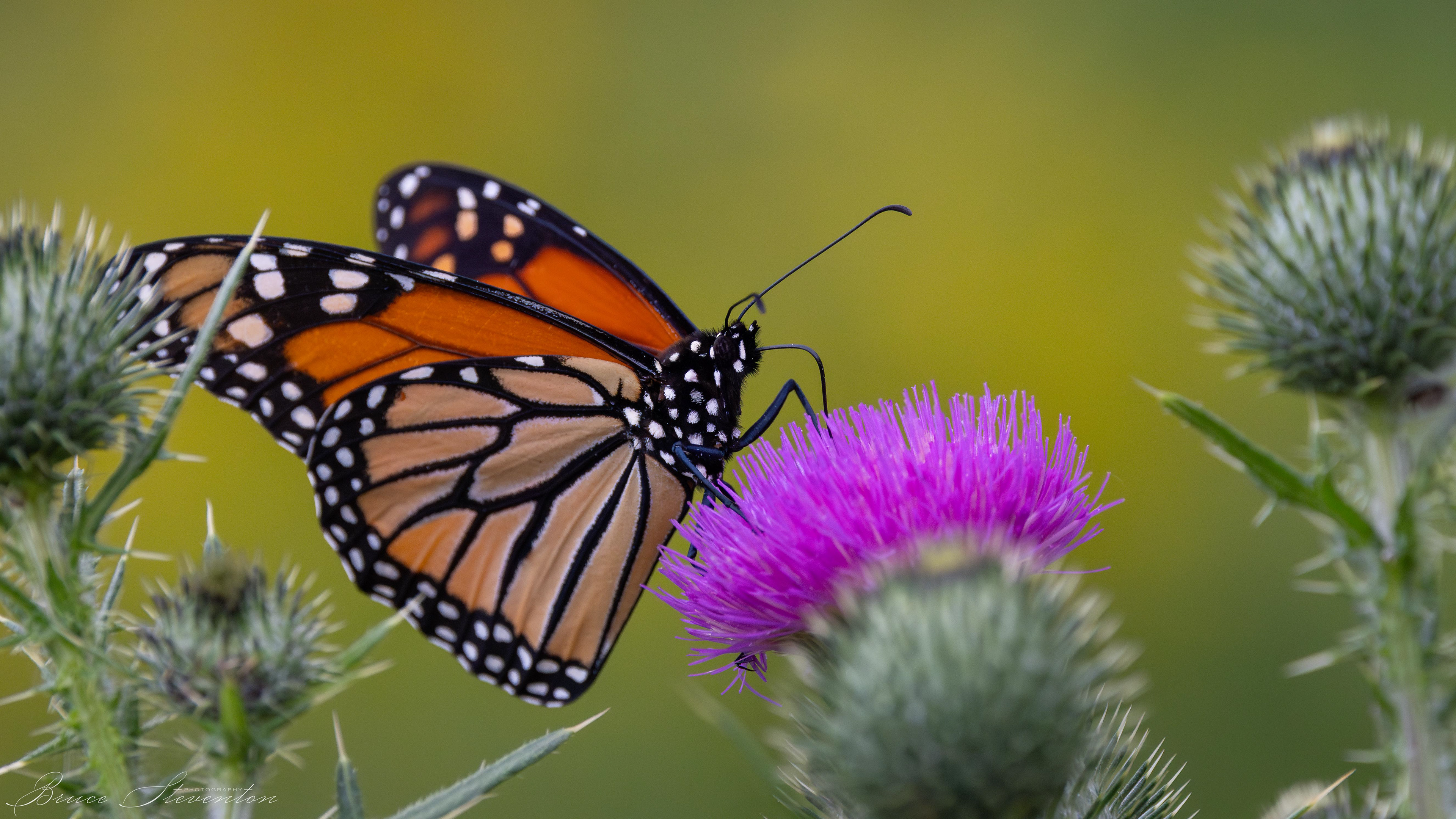 Monarch on Thistle