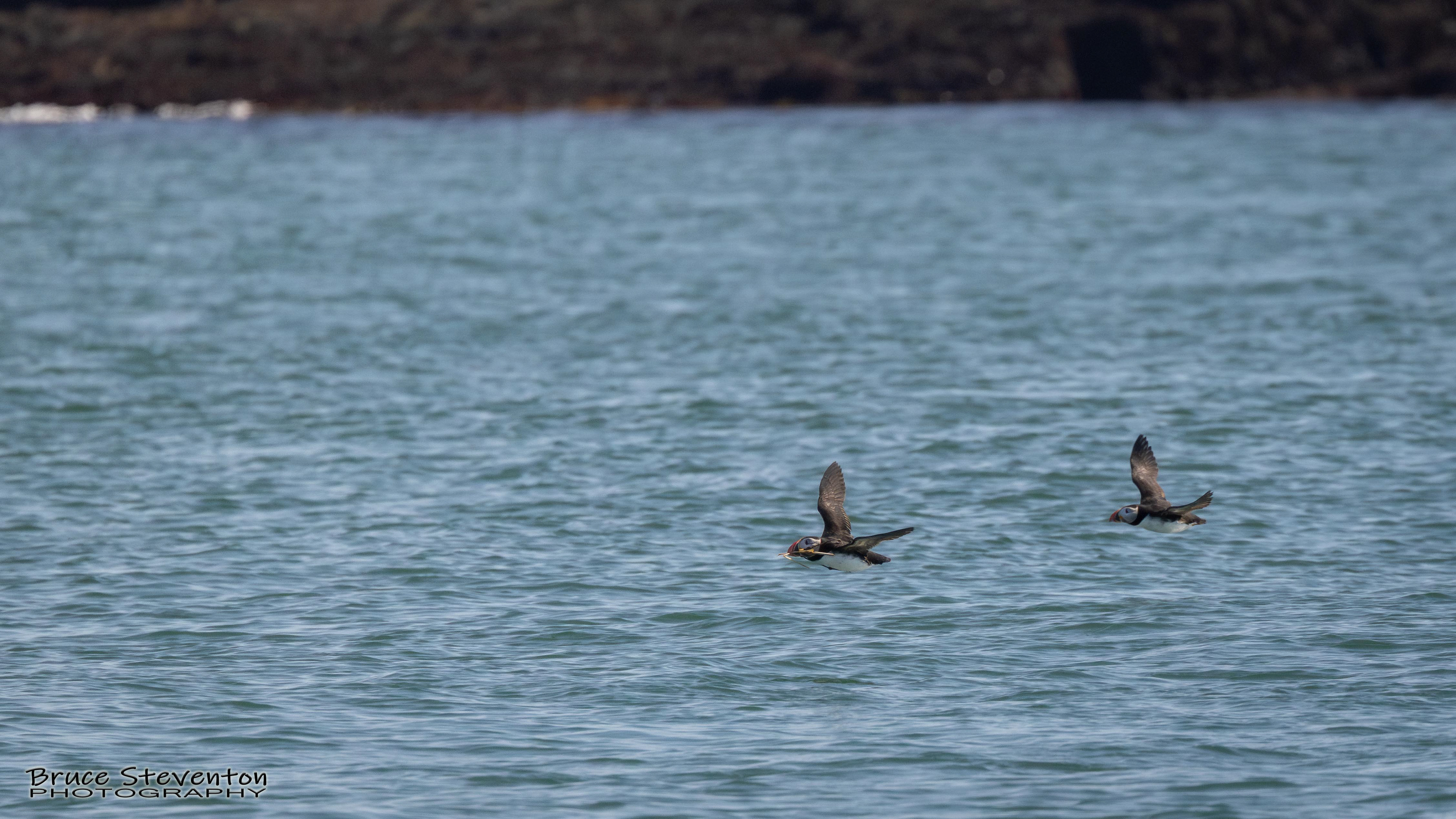 Atlantic Puffin