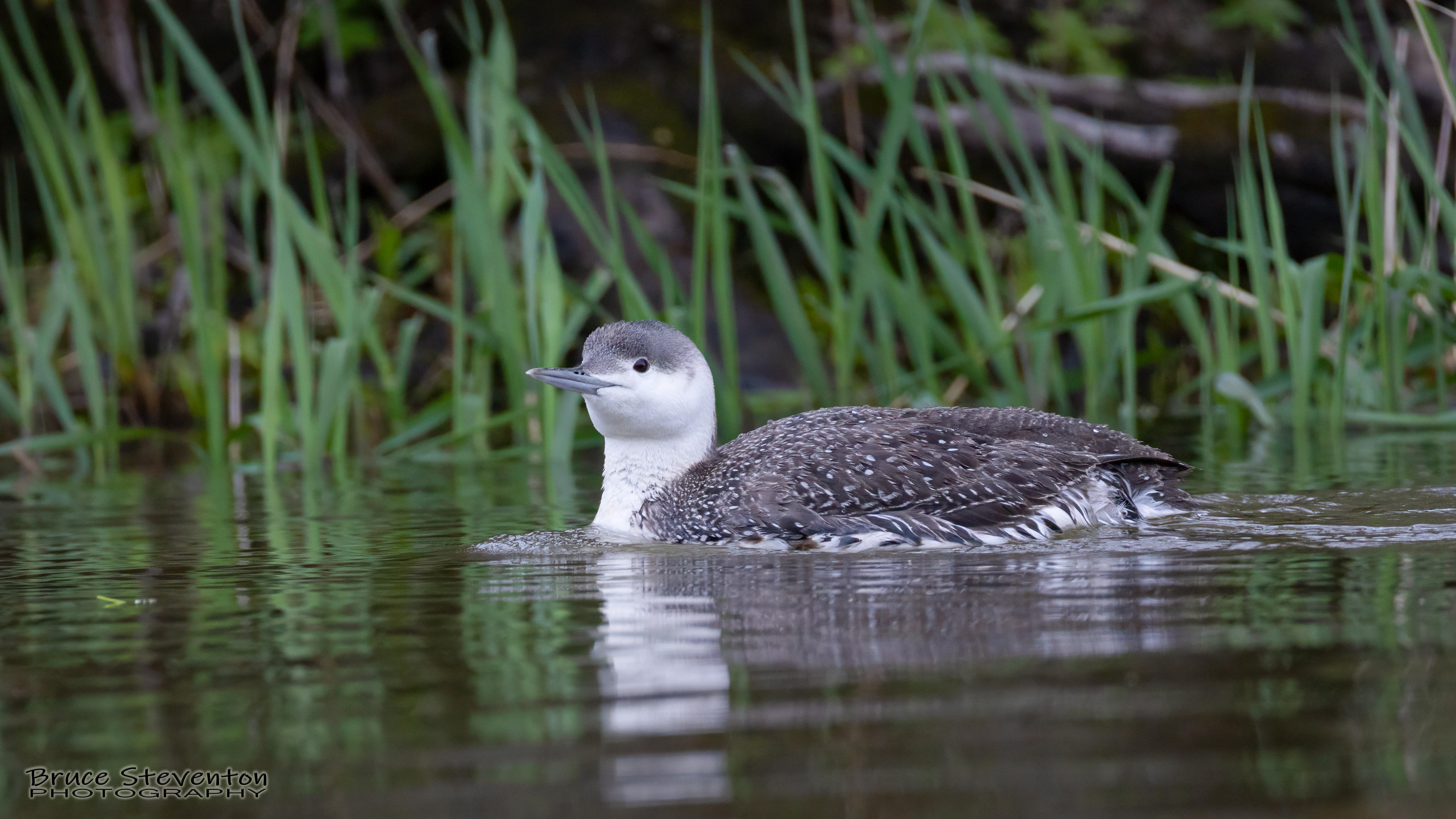 Red-throated Loon - Addison, VT