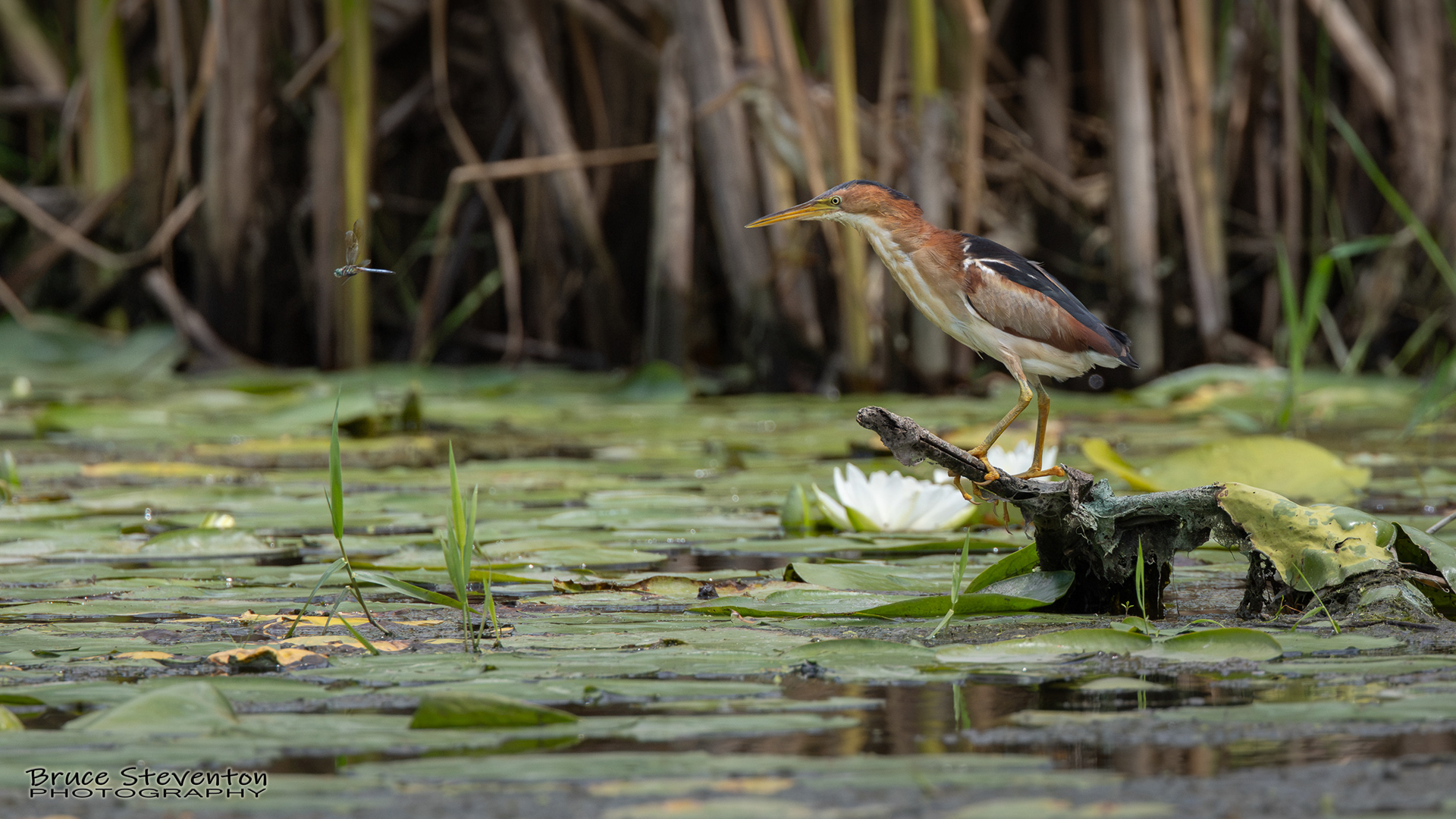 Least Bittern