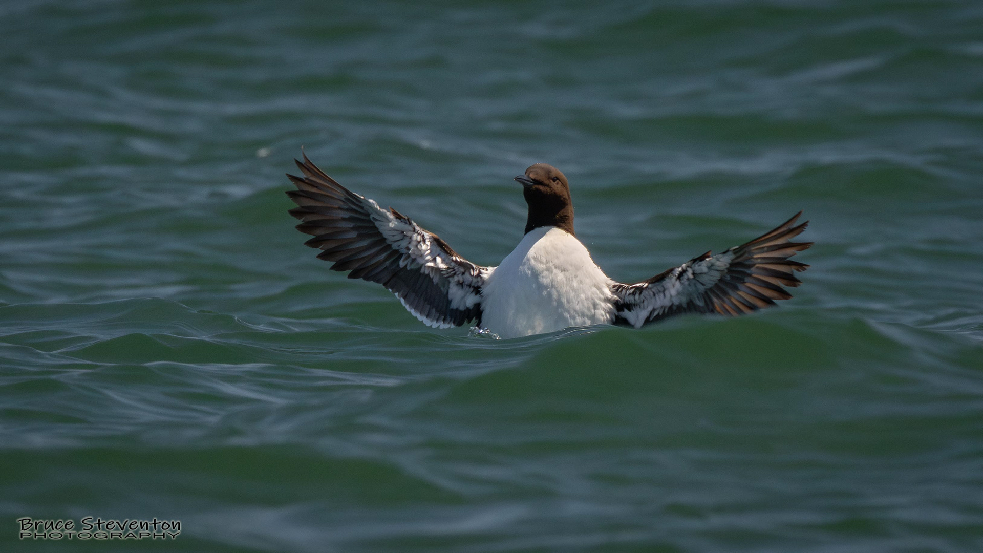 Common Murre